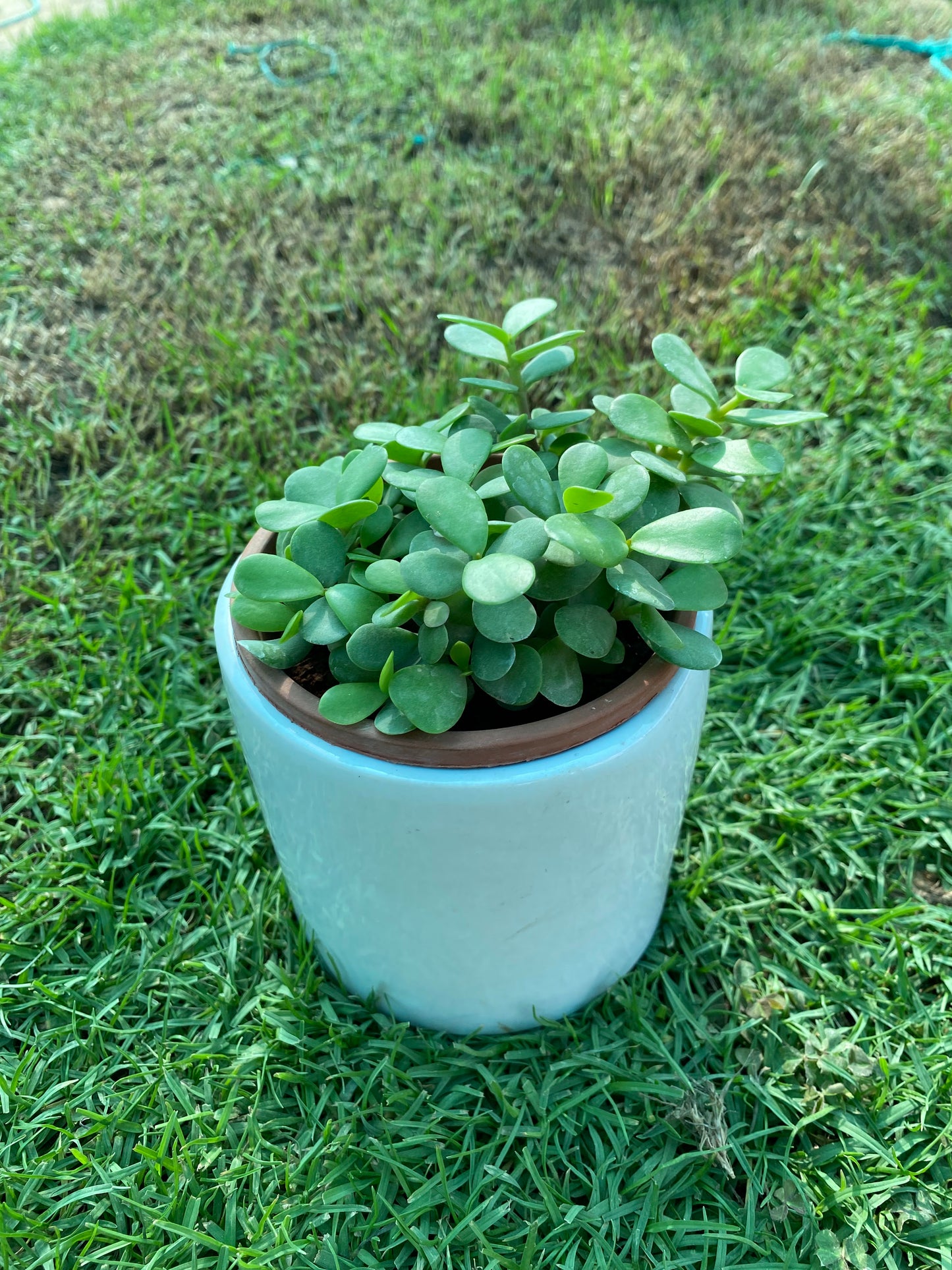 Jade Plant - Small