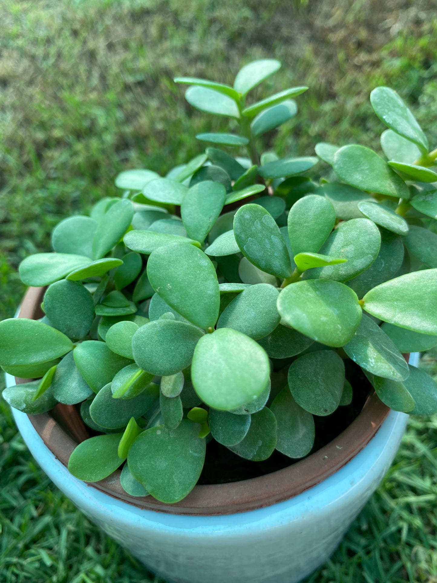 Jade Plant - Small