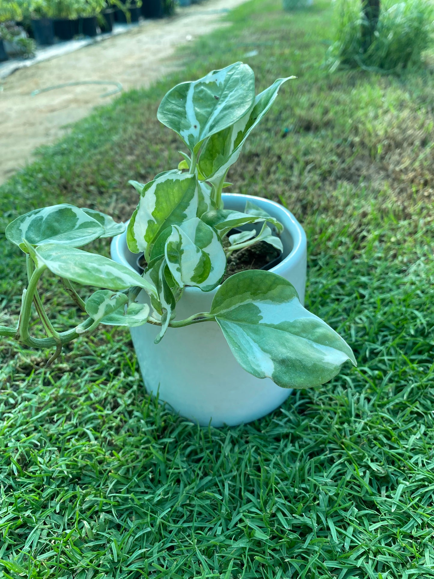 Marble Money Plant - Small