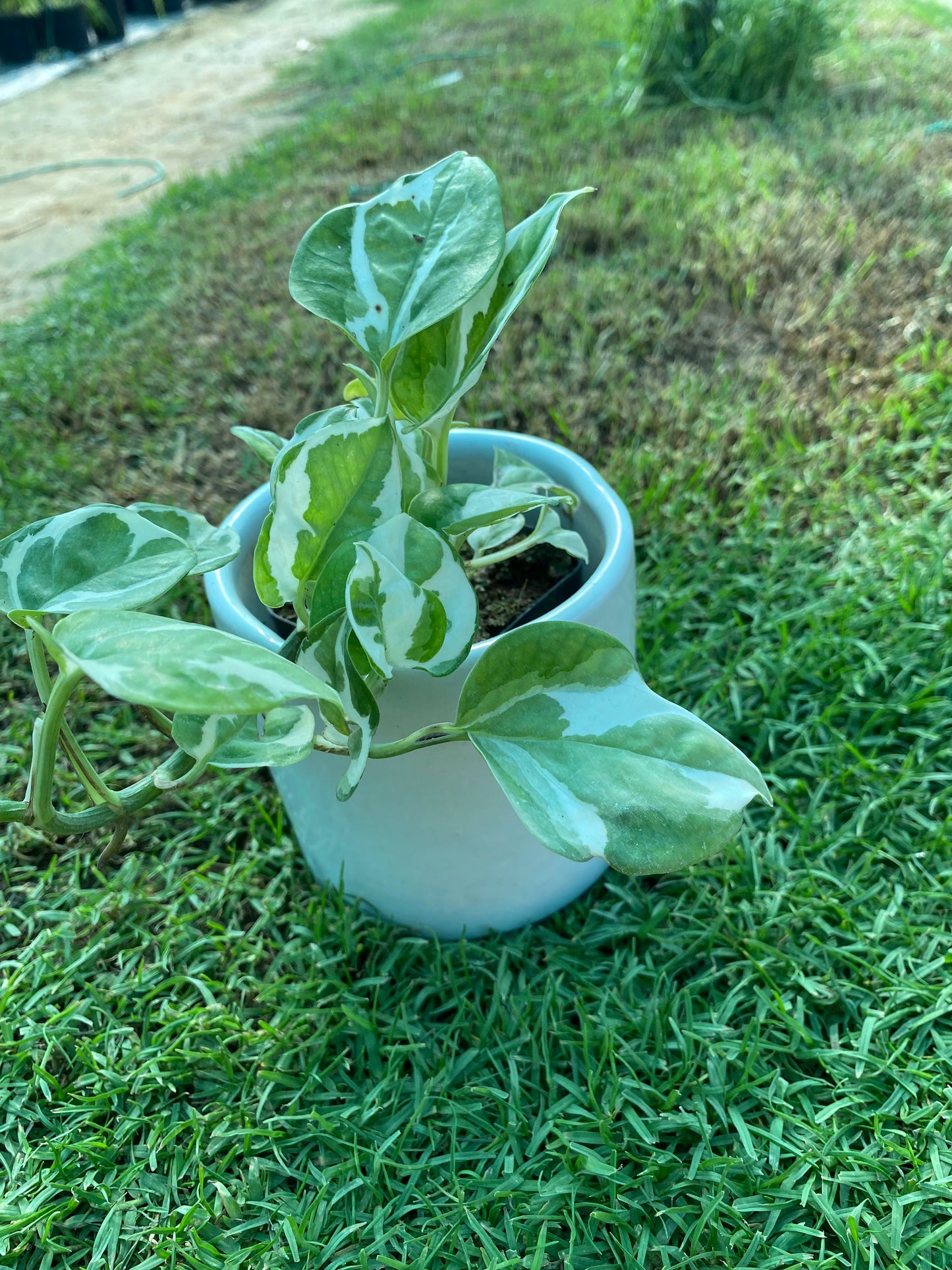 Marble Money Plant - Small
