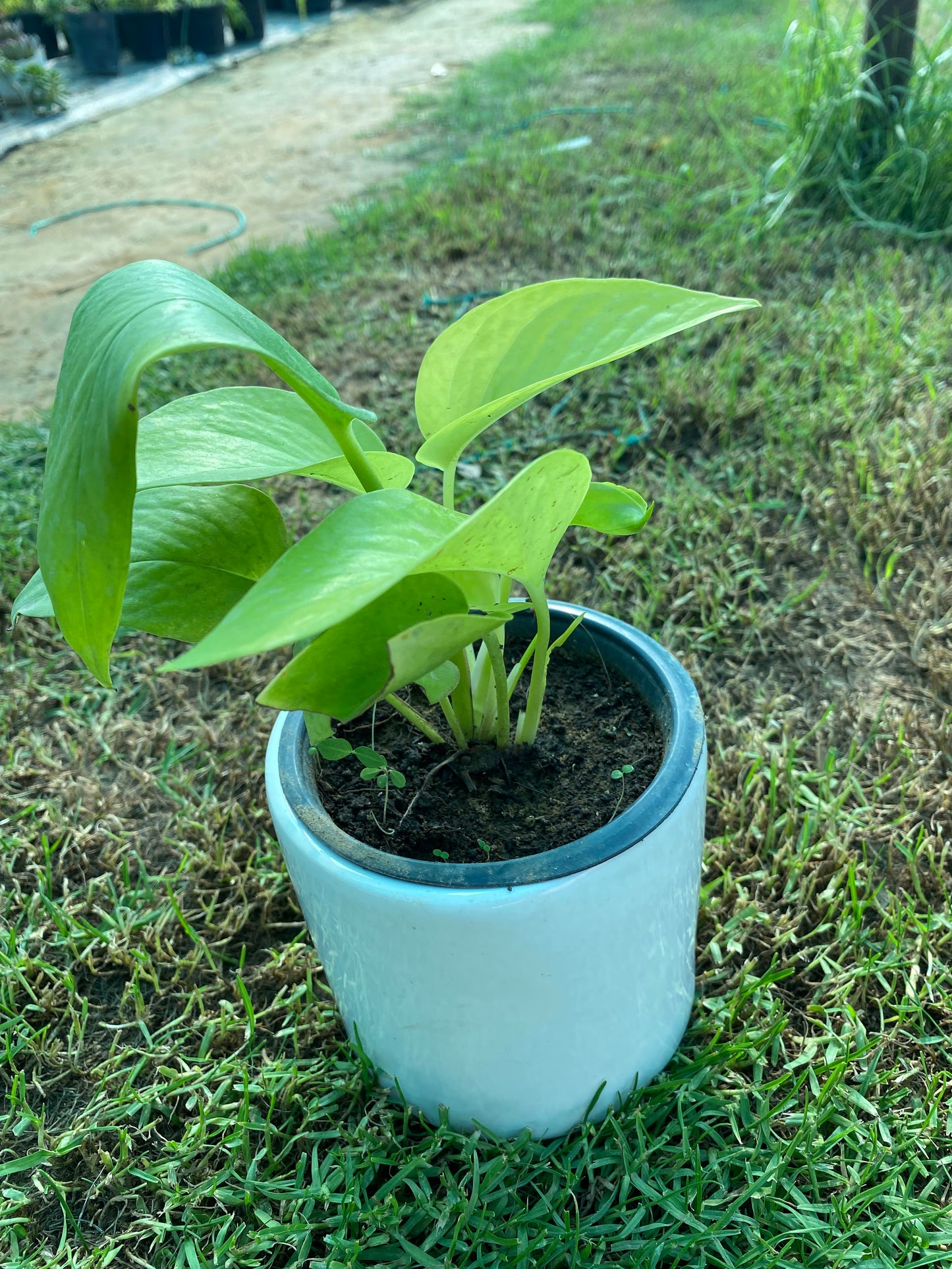 Money Plant - Small