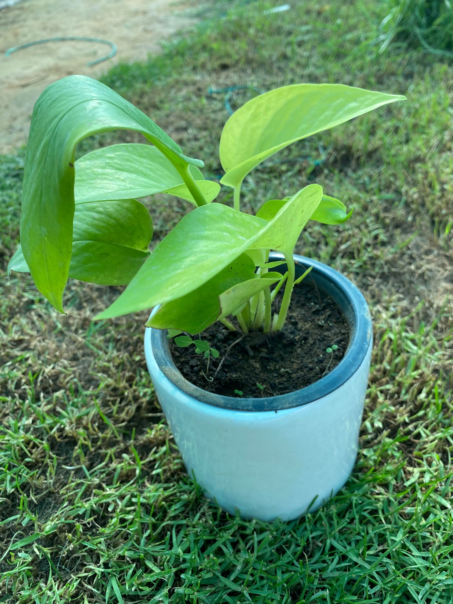 Money Plant - Small