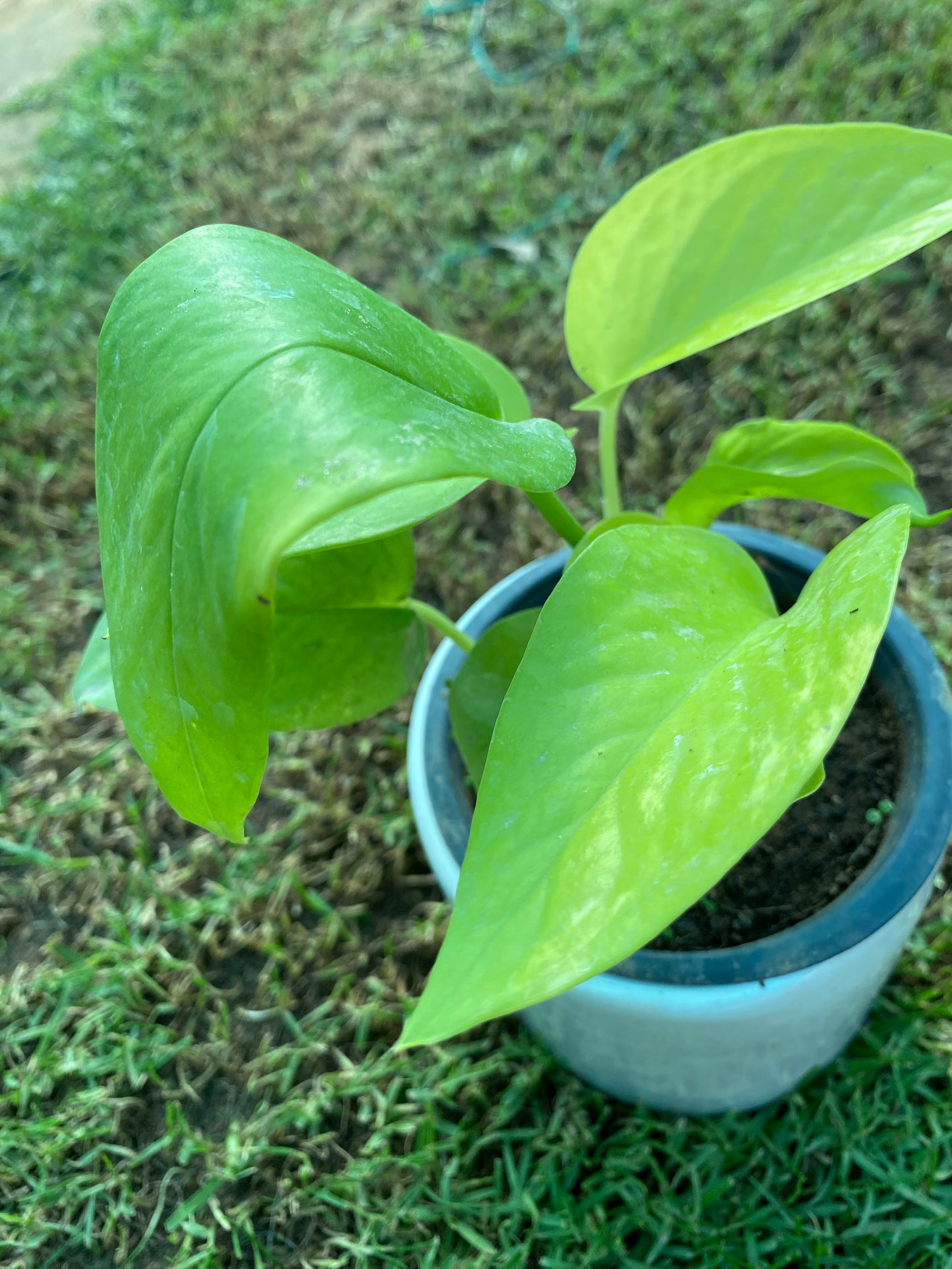 Money Plant - Small