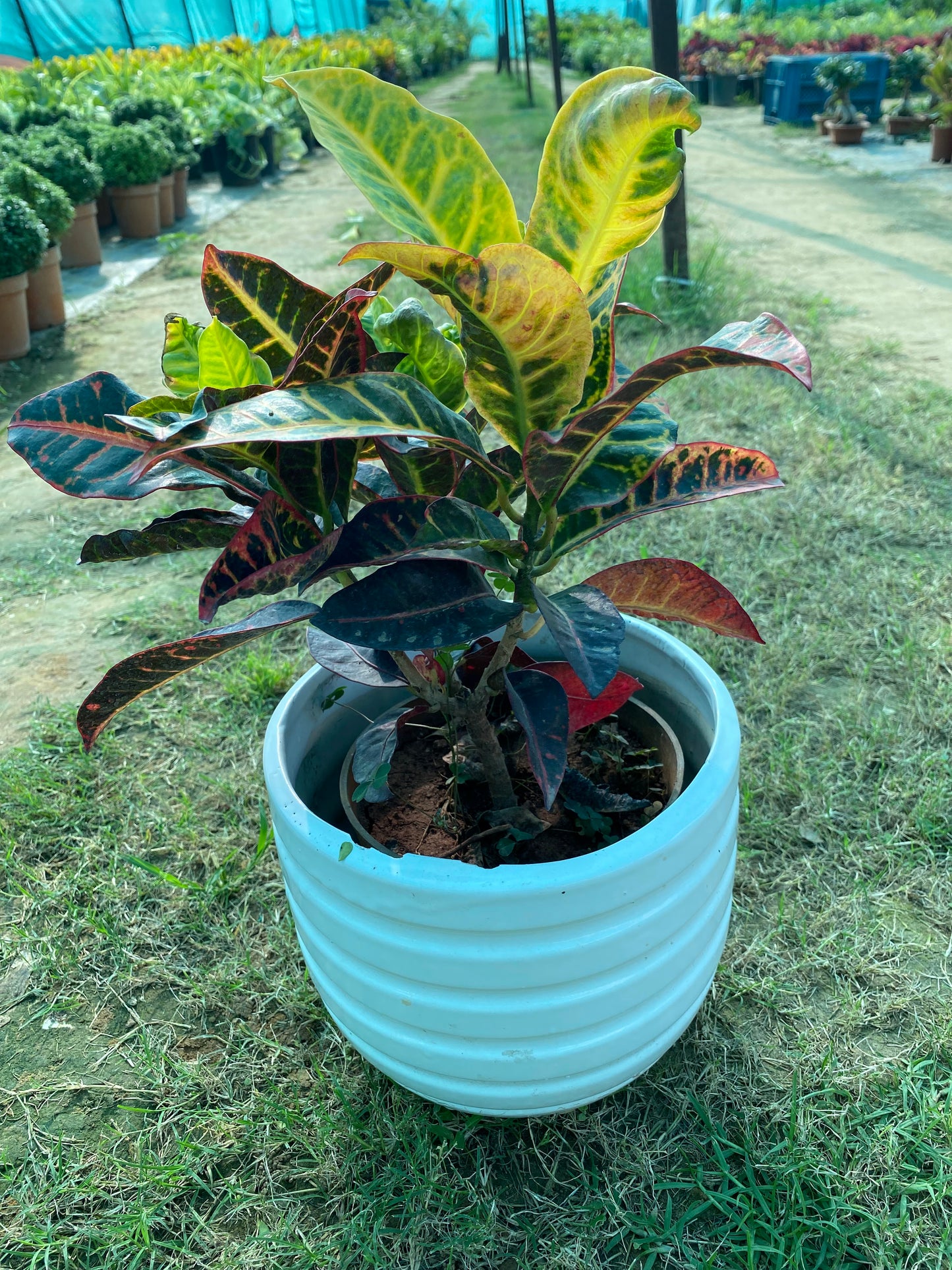 Croton Plant - Medium