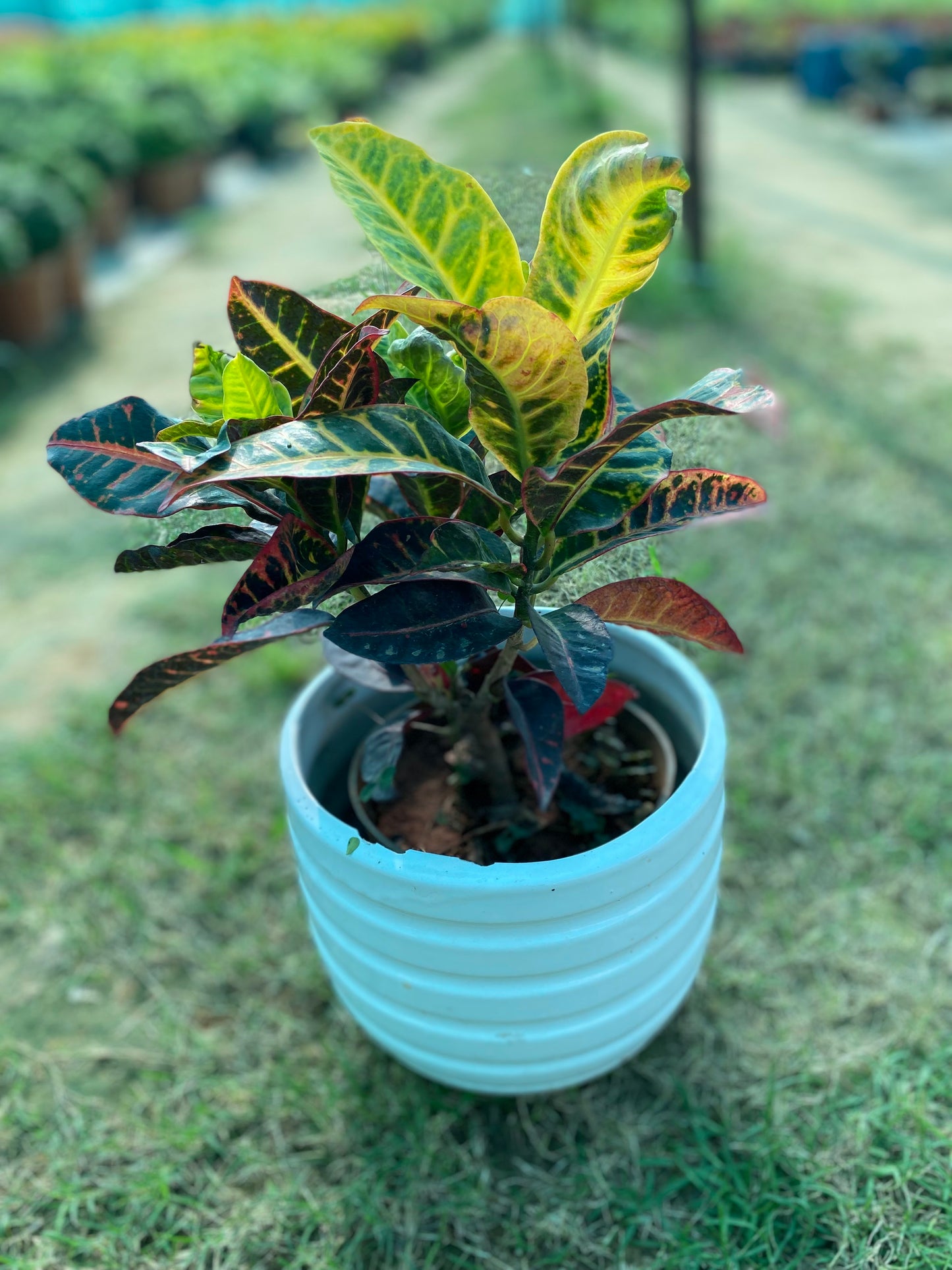 Croton Plant - Medium