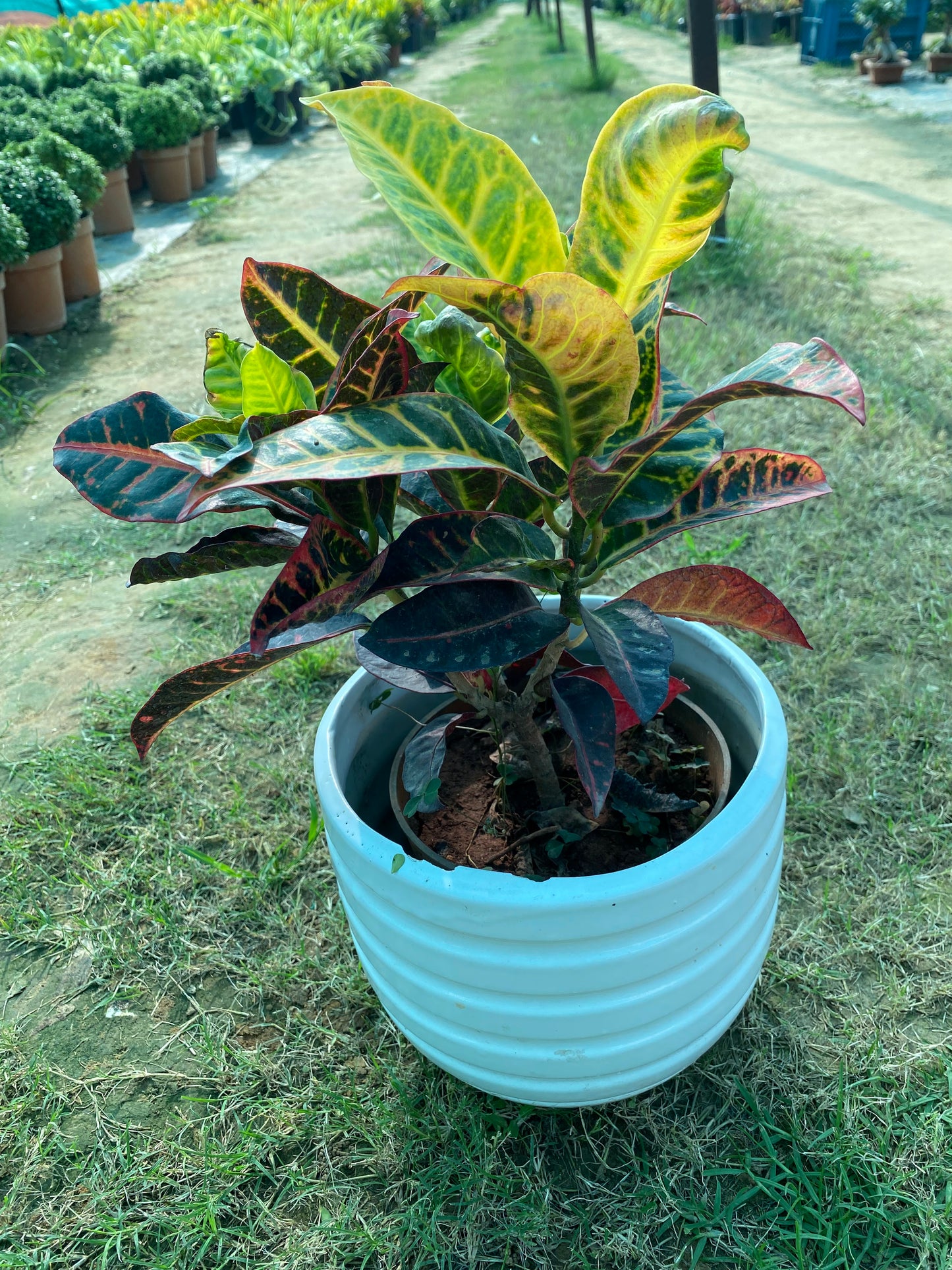 Croton Plant - Medium