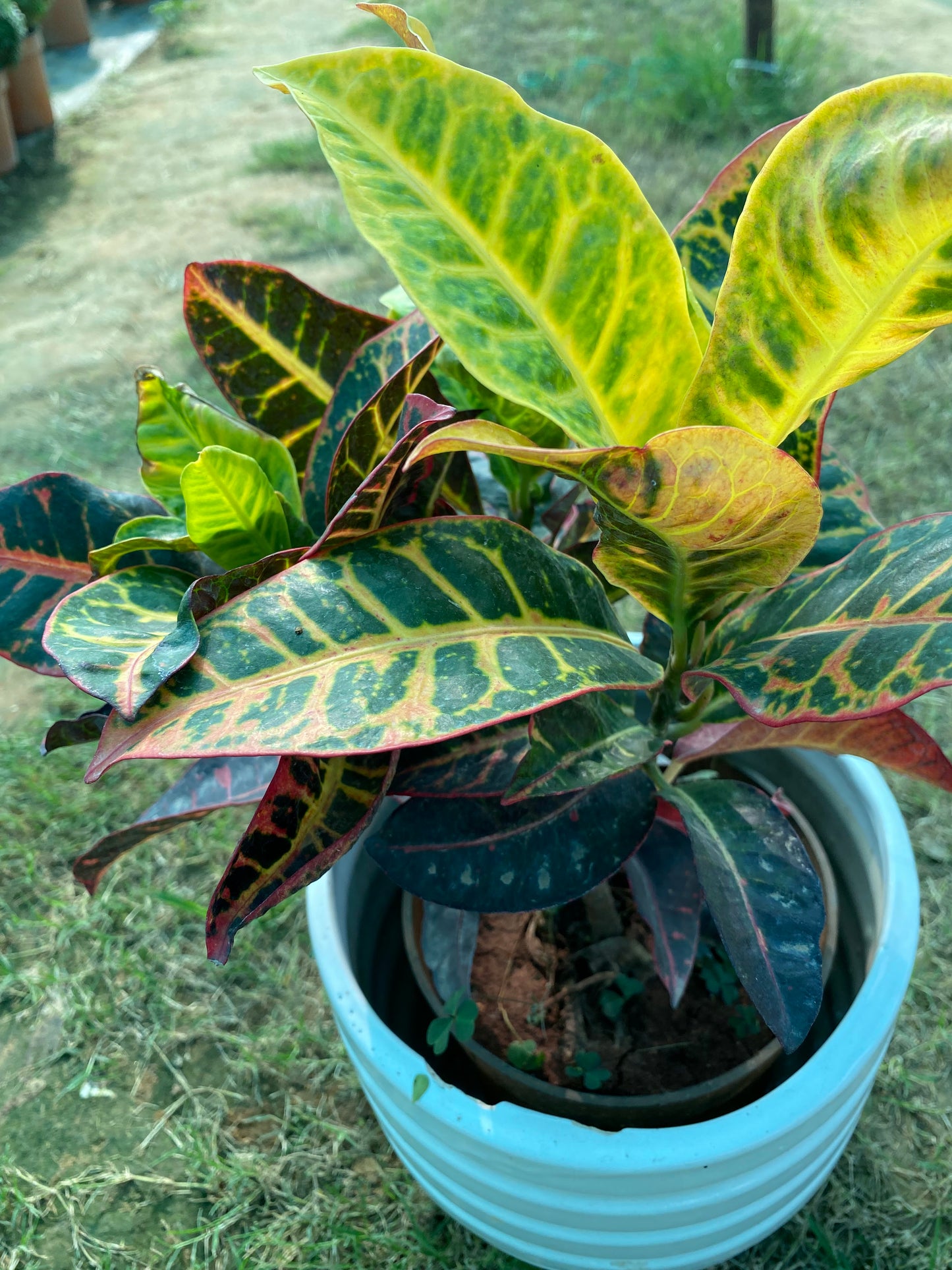 Croton Plant - Medium