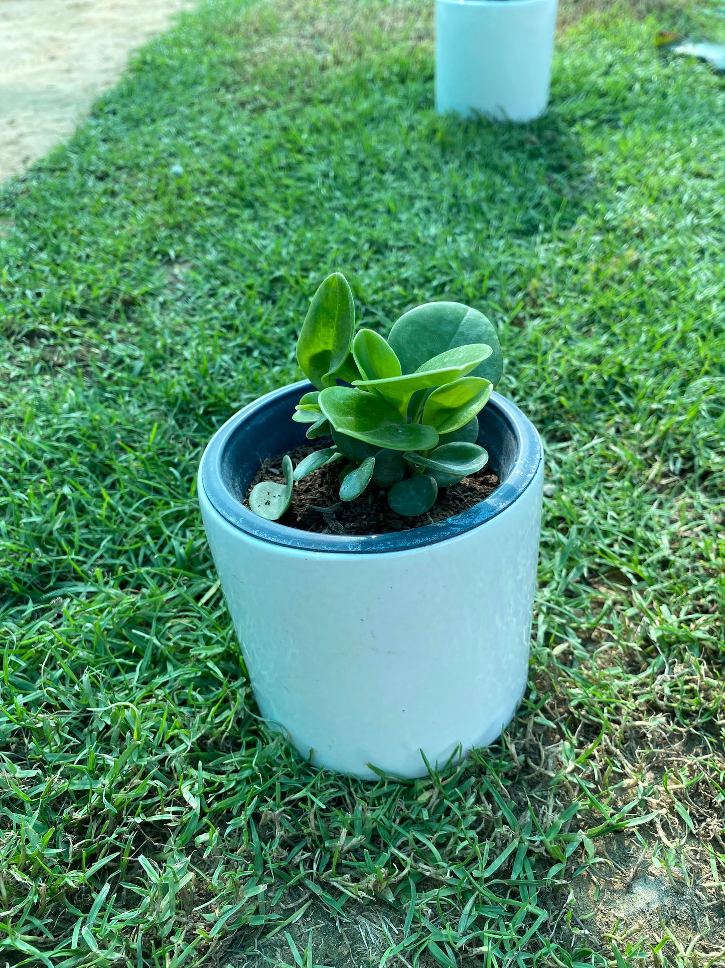 Spoonleaf Peperomia Plant - Small