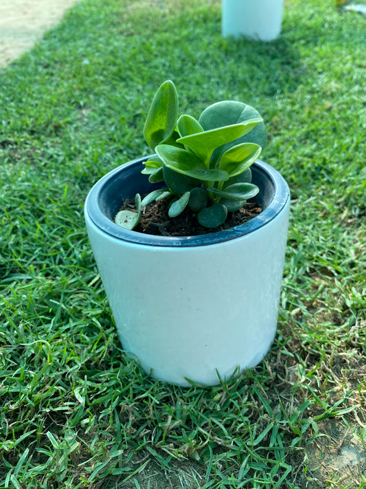 Spoonleaf Peperomia Plant - Small