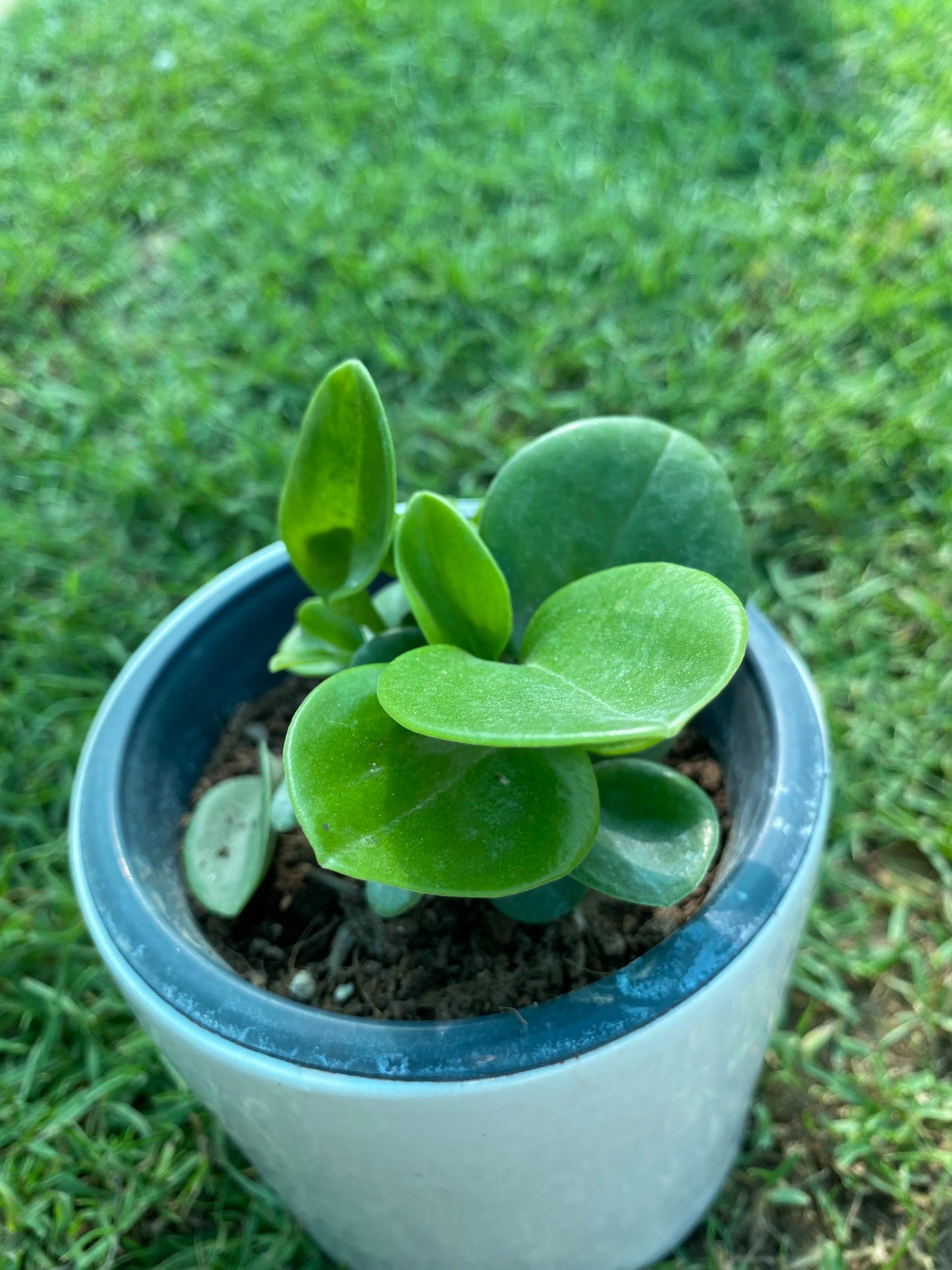 Spoonleaf Peperomia Plant - Small