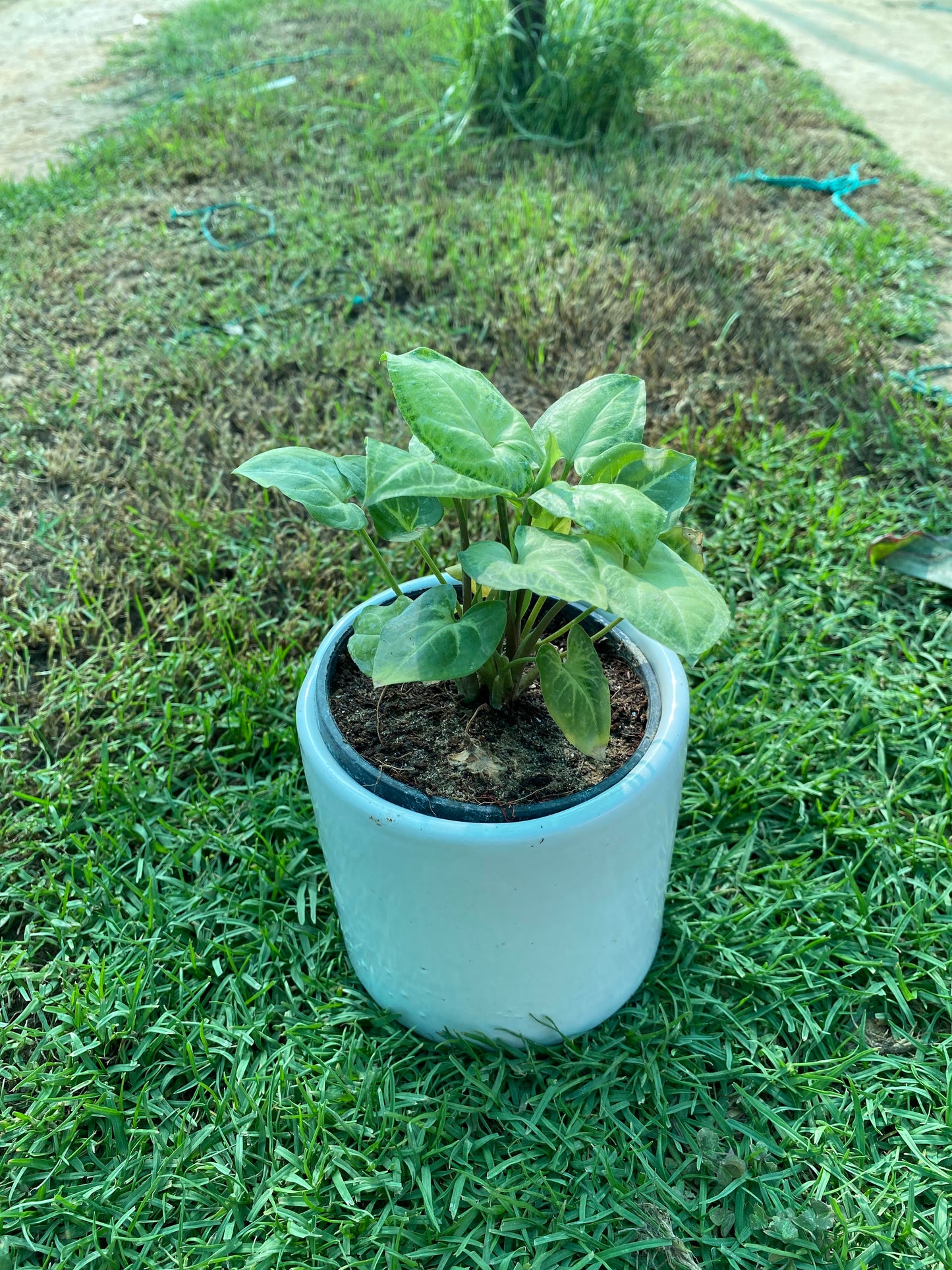 Syngonium Podophyllum Plant - Small