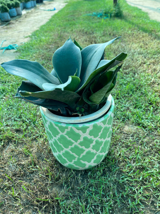 Whalefin Snake Plant - Small