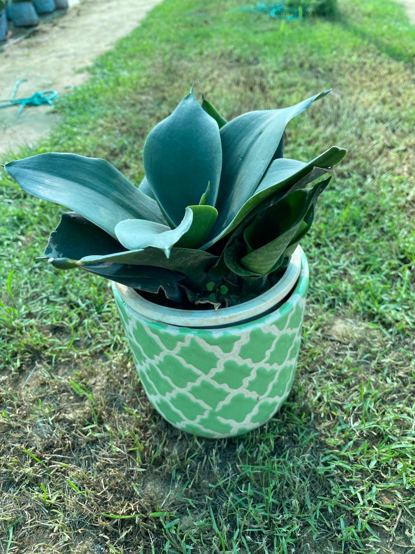 Whalefin Snake Plant - Small