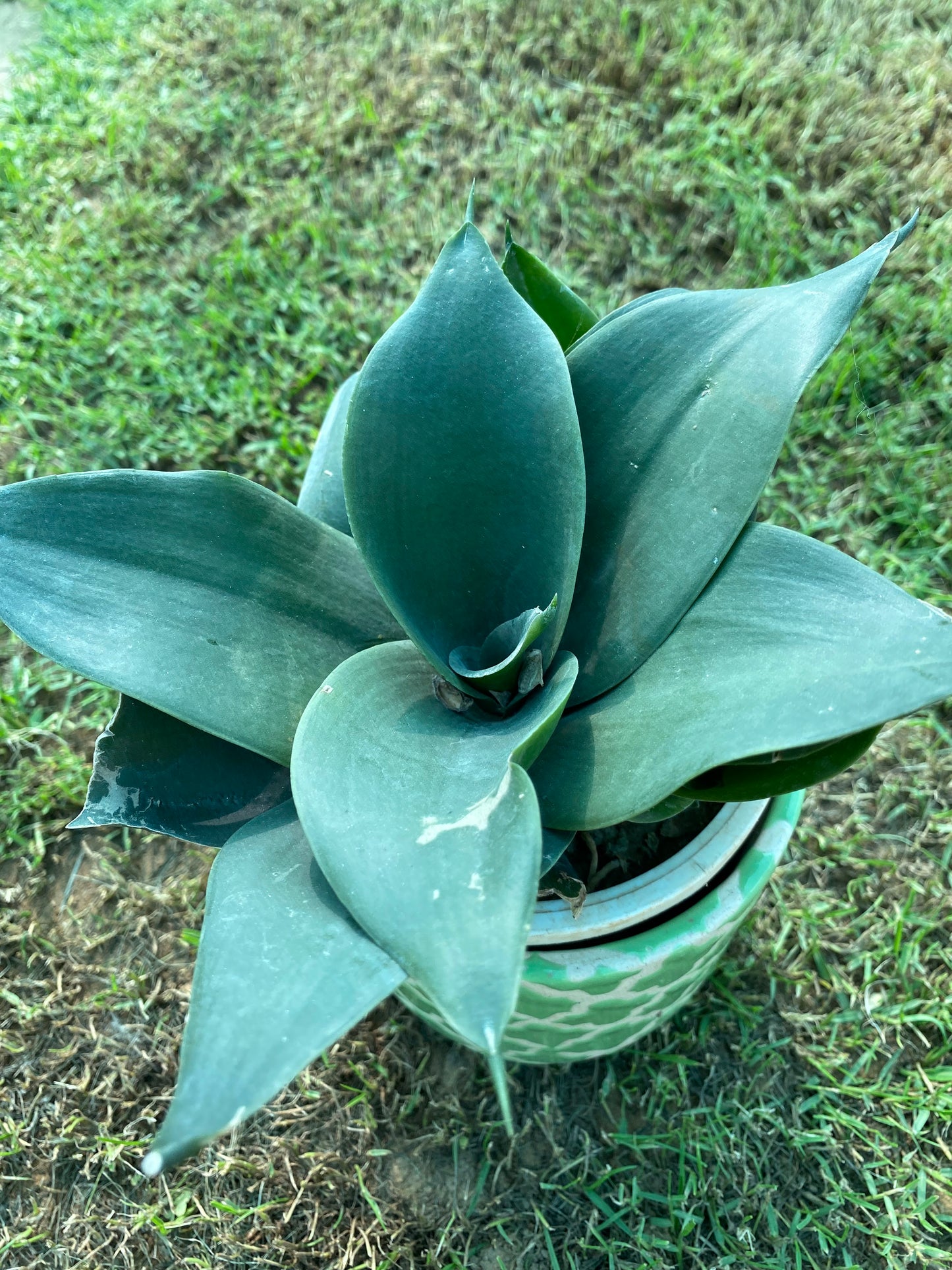 Whalefin Snake Plant - Small