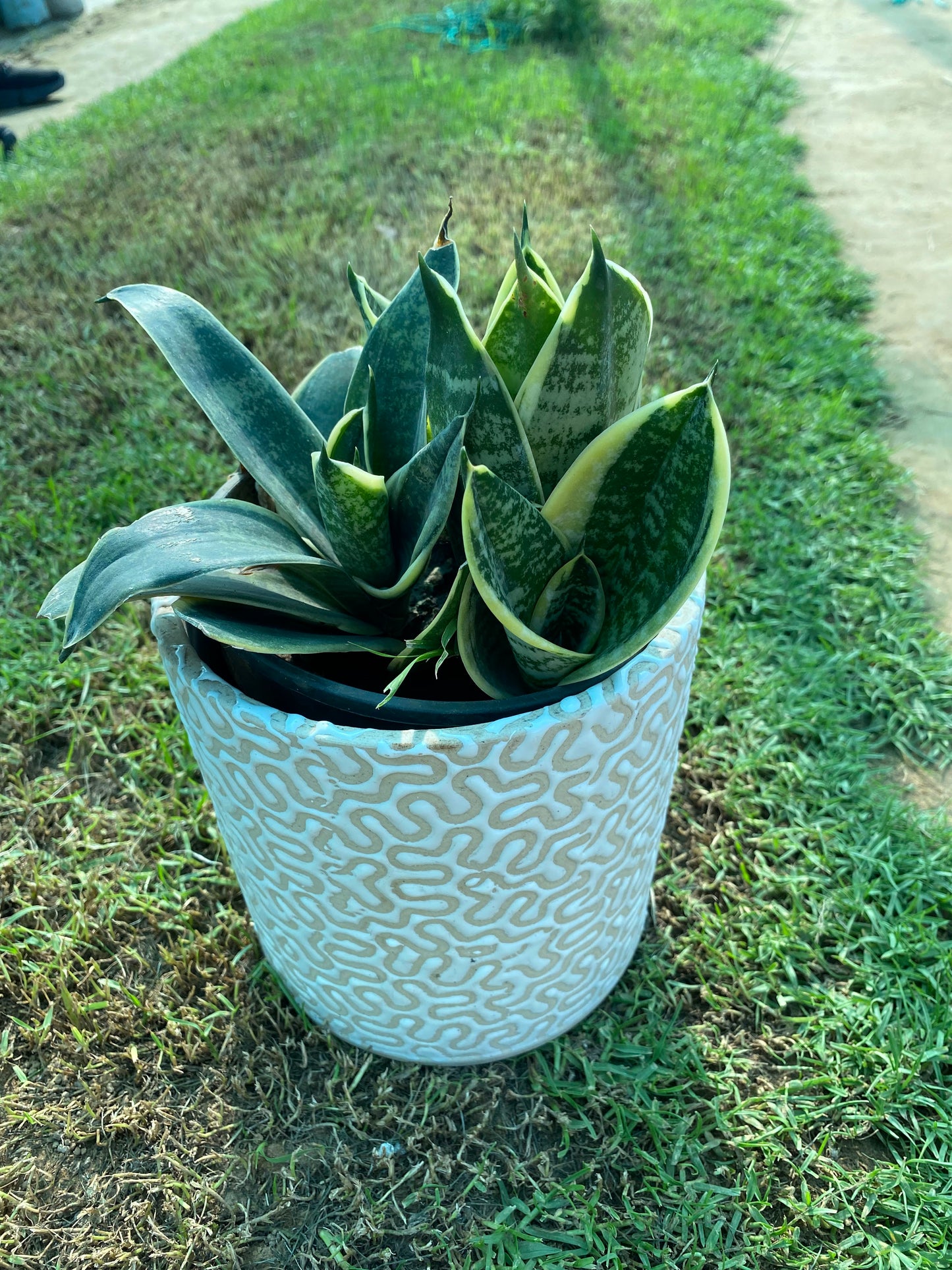 Snake Plant - Medium