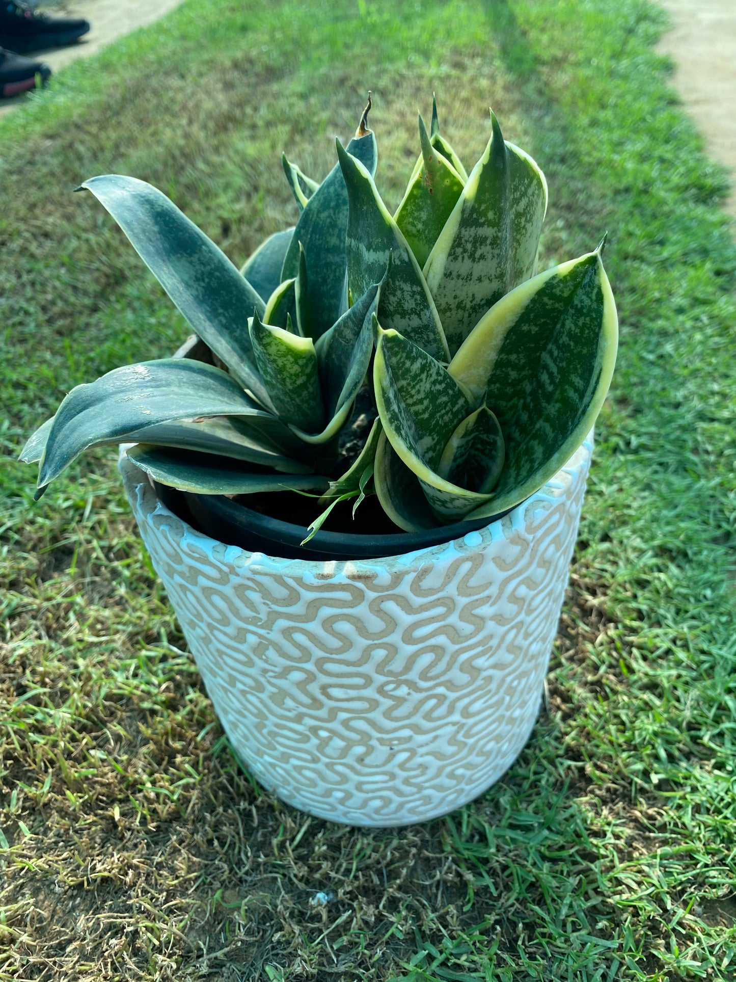 Snake Plant - Medium