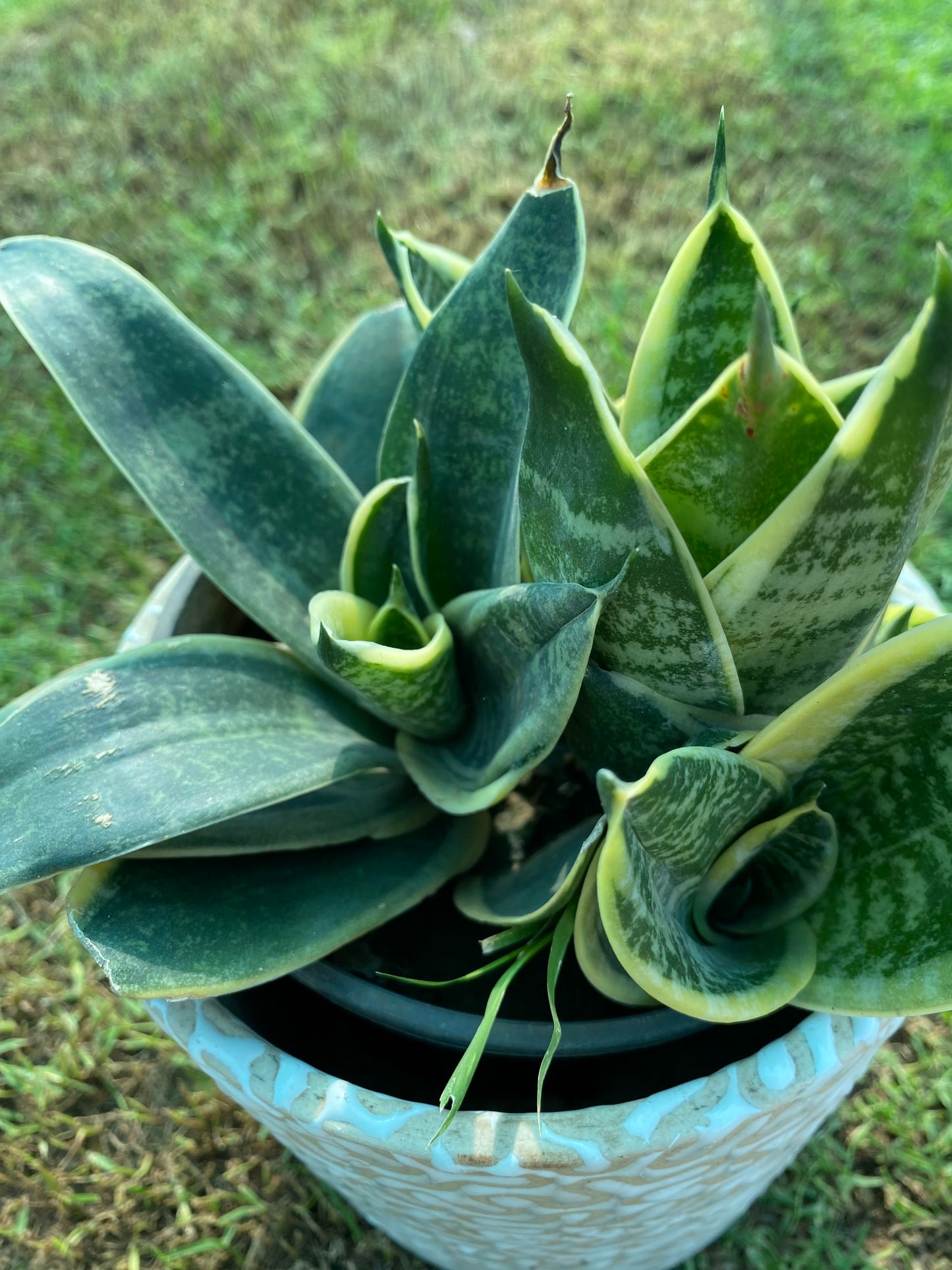 Snake Plant - Medium