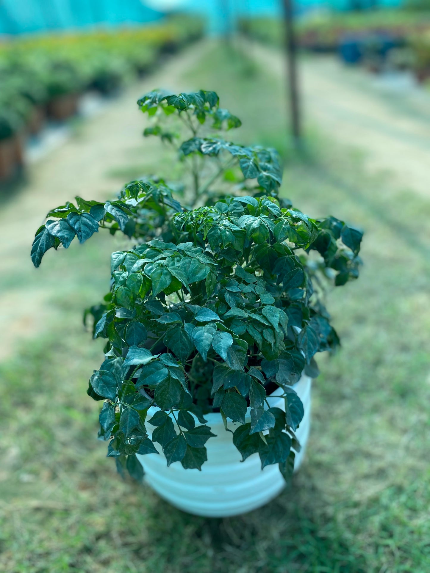China Doll Plant - Medium