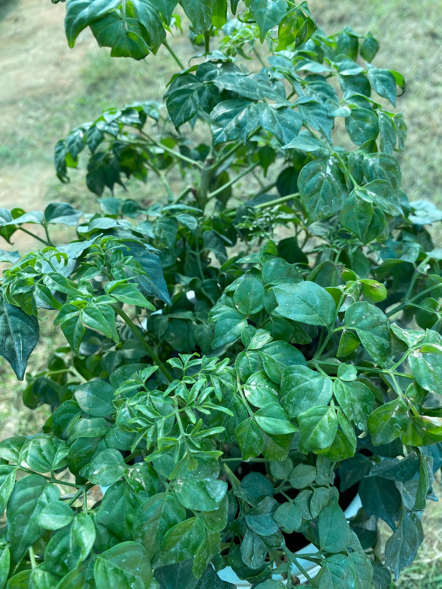 China Doll Plant - Medium
