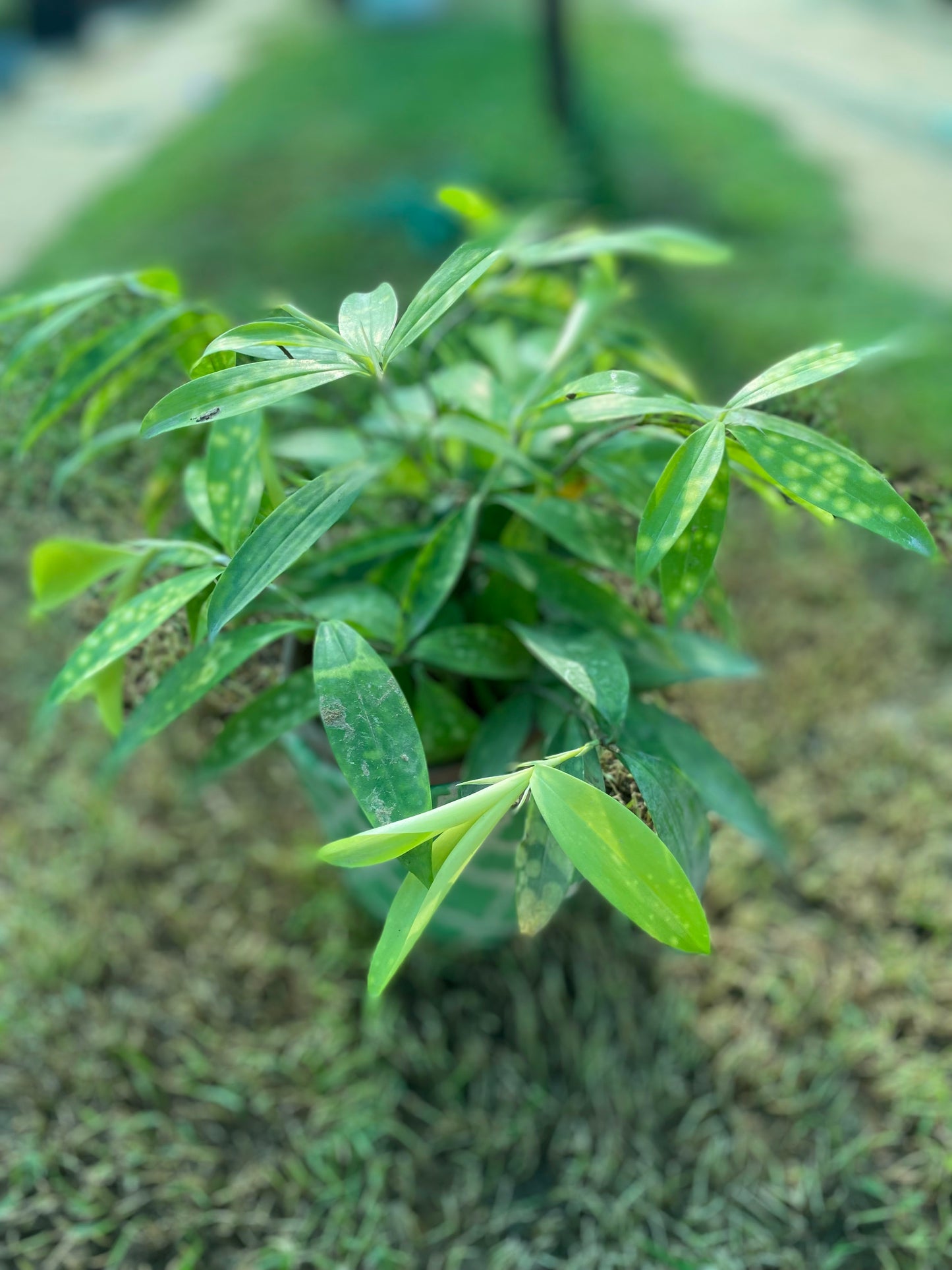Gold Dust Dracaena Plant - Medium
