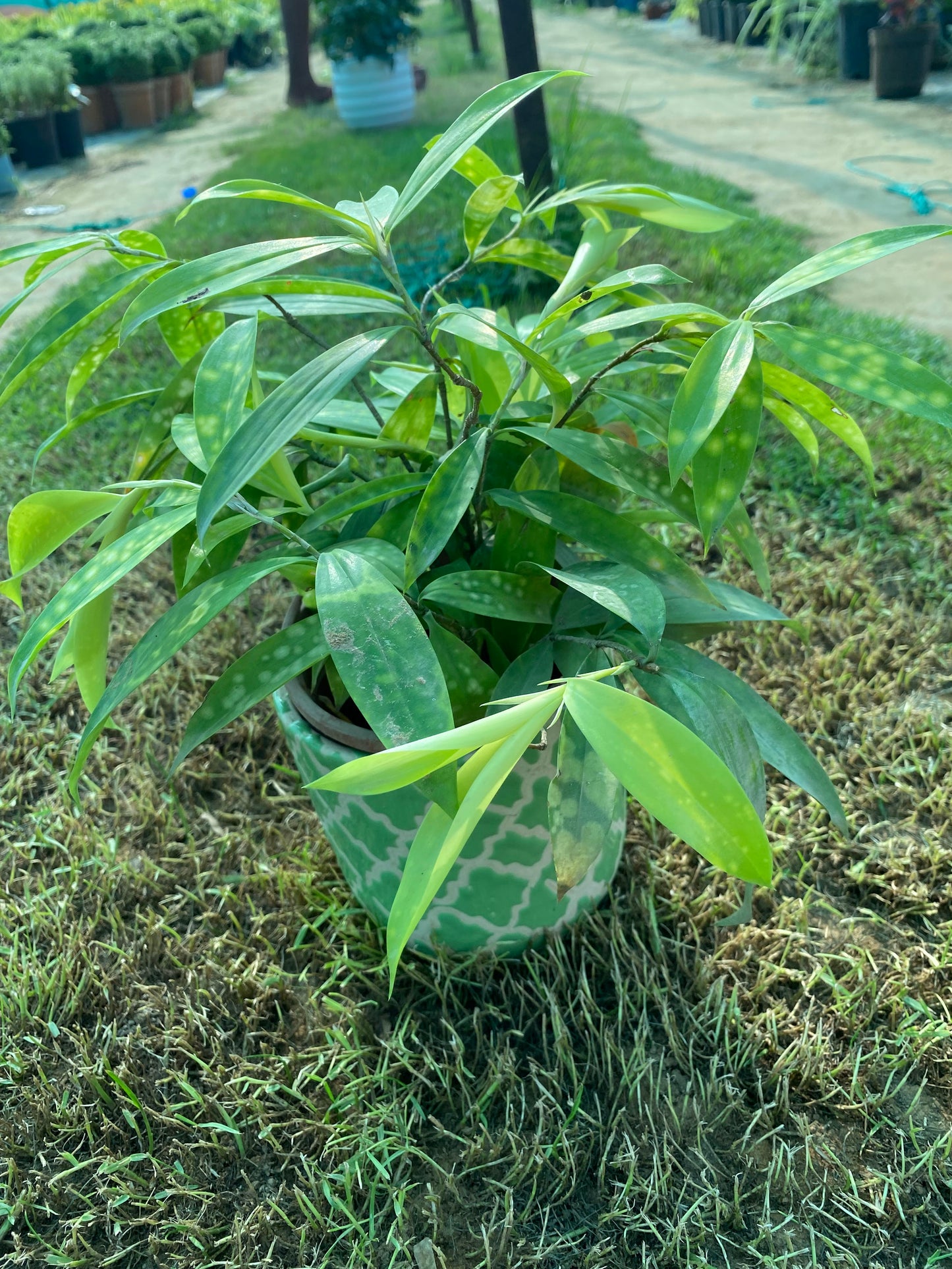 Gold Dust Dracaena Plant - Medium