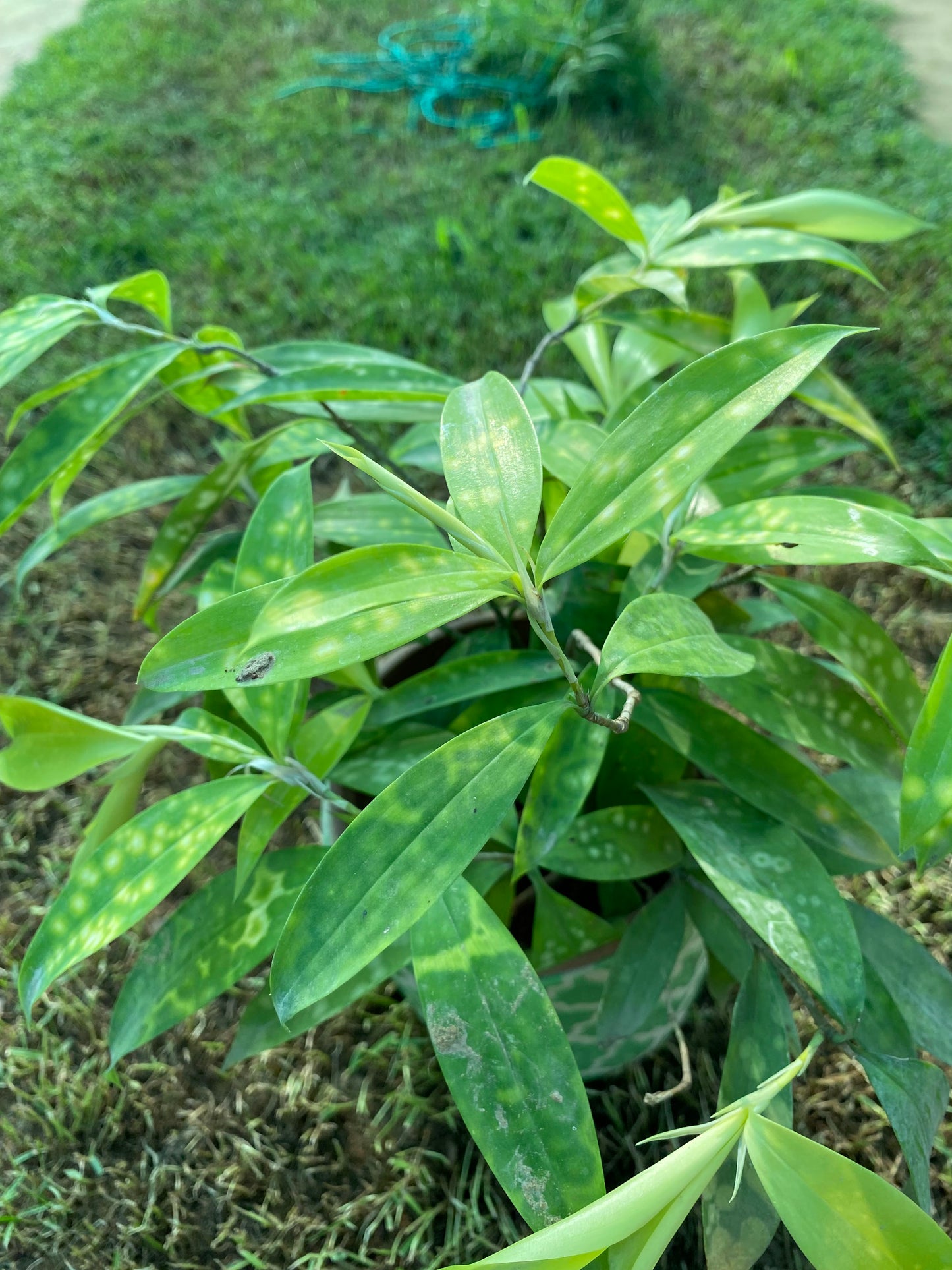 Gold Dust Dracaena Plant - Medium