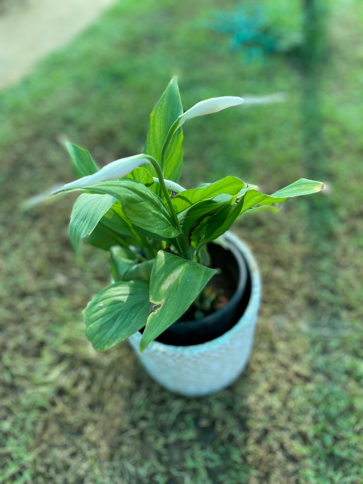 August-lily Plant - Medium