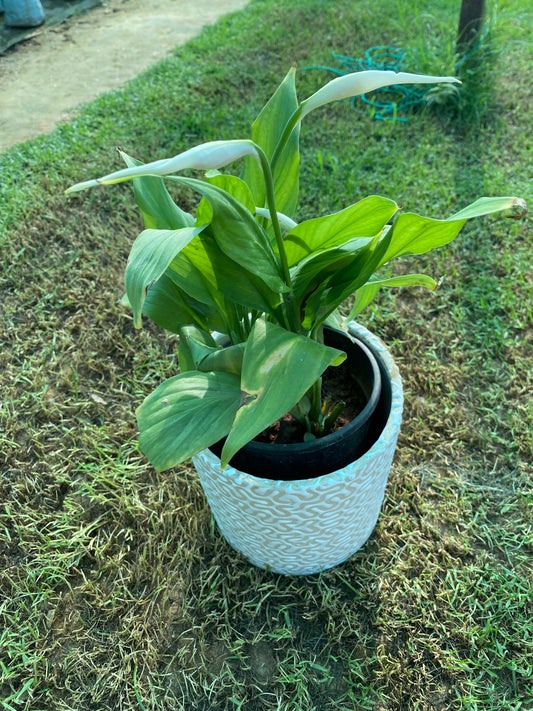 August-lily Plant - Medium