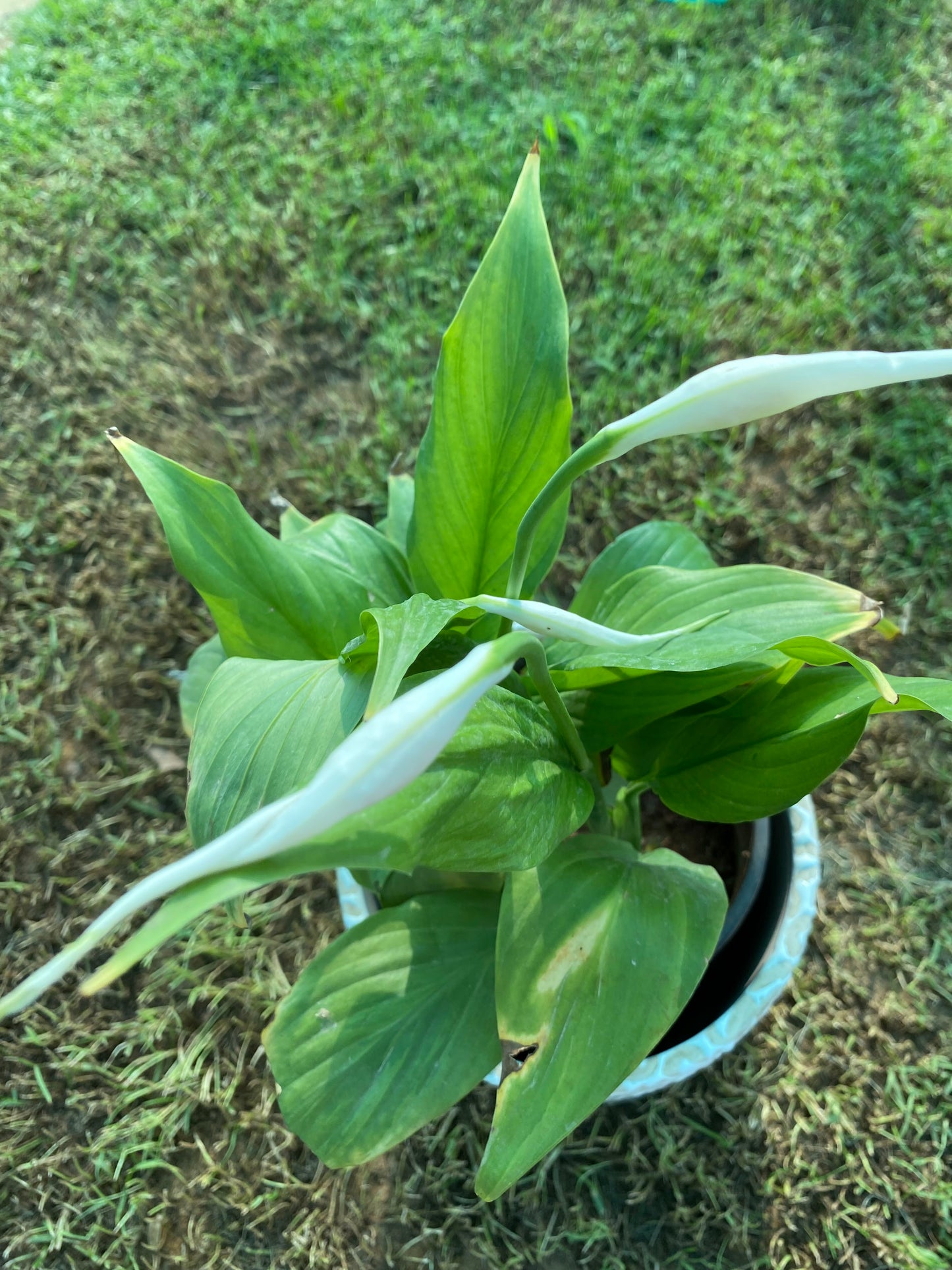 August-lily Plant - Medium