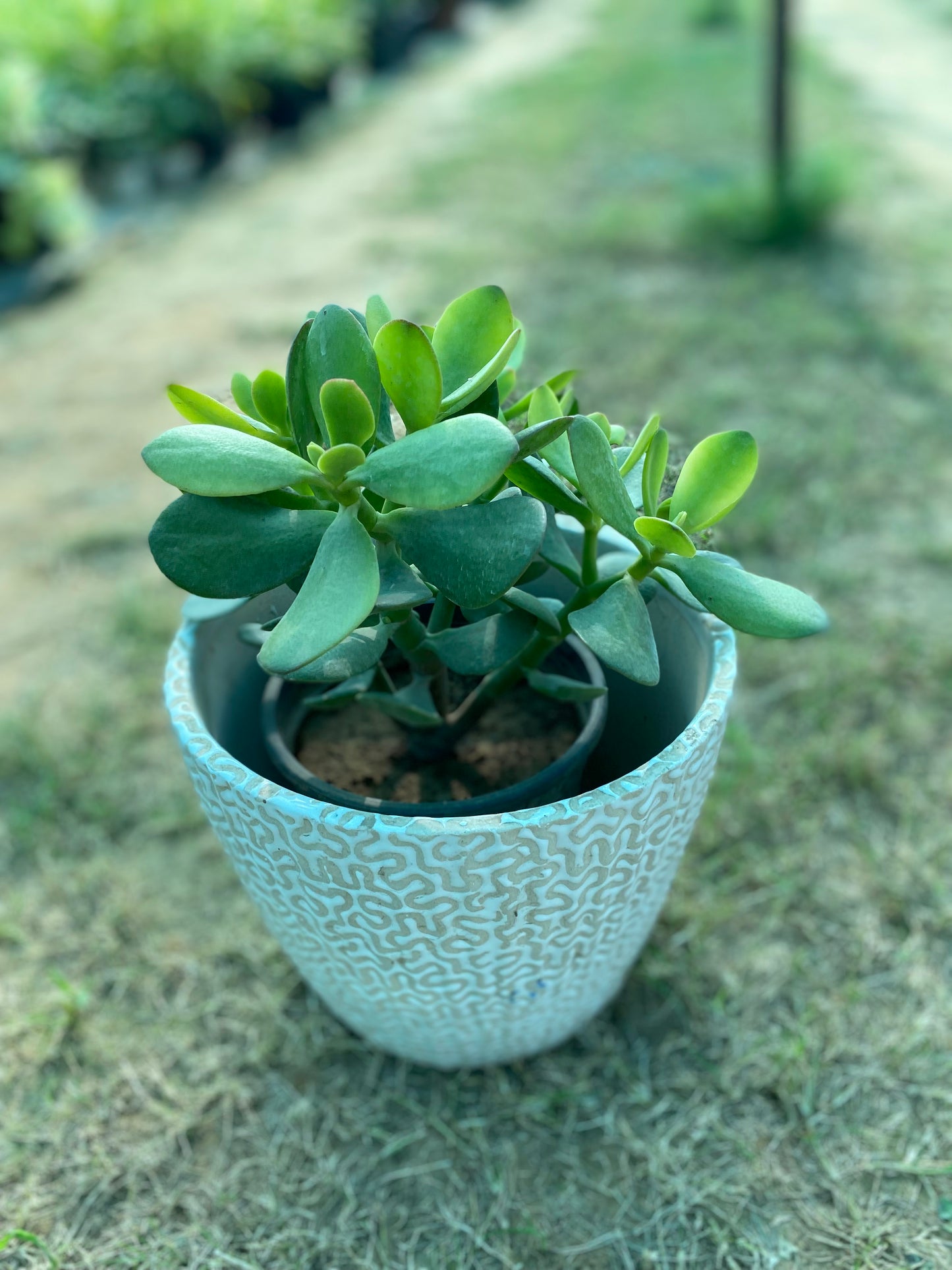 Crassula Succulent Plant - Medium