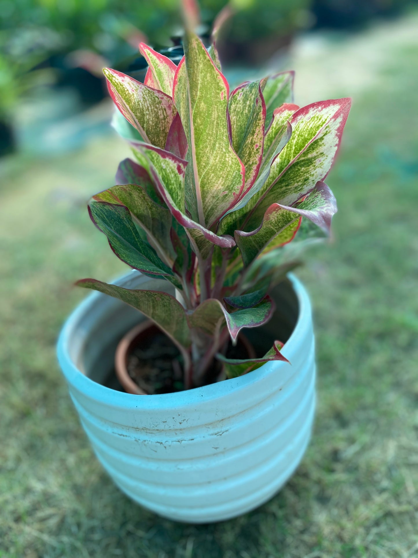 Red Lipstick Plant - Medium