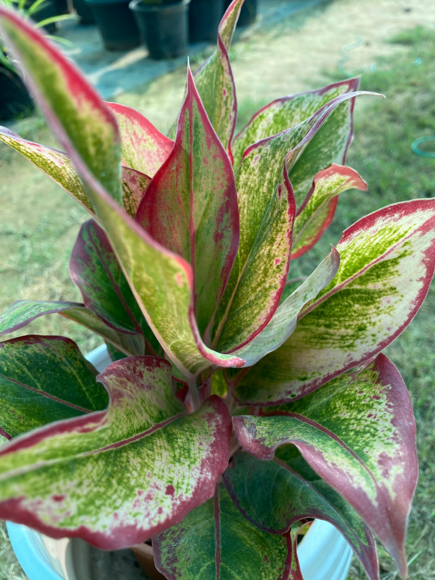 Red Lipstick Plant - Medium