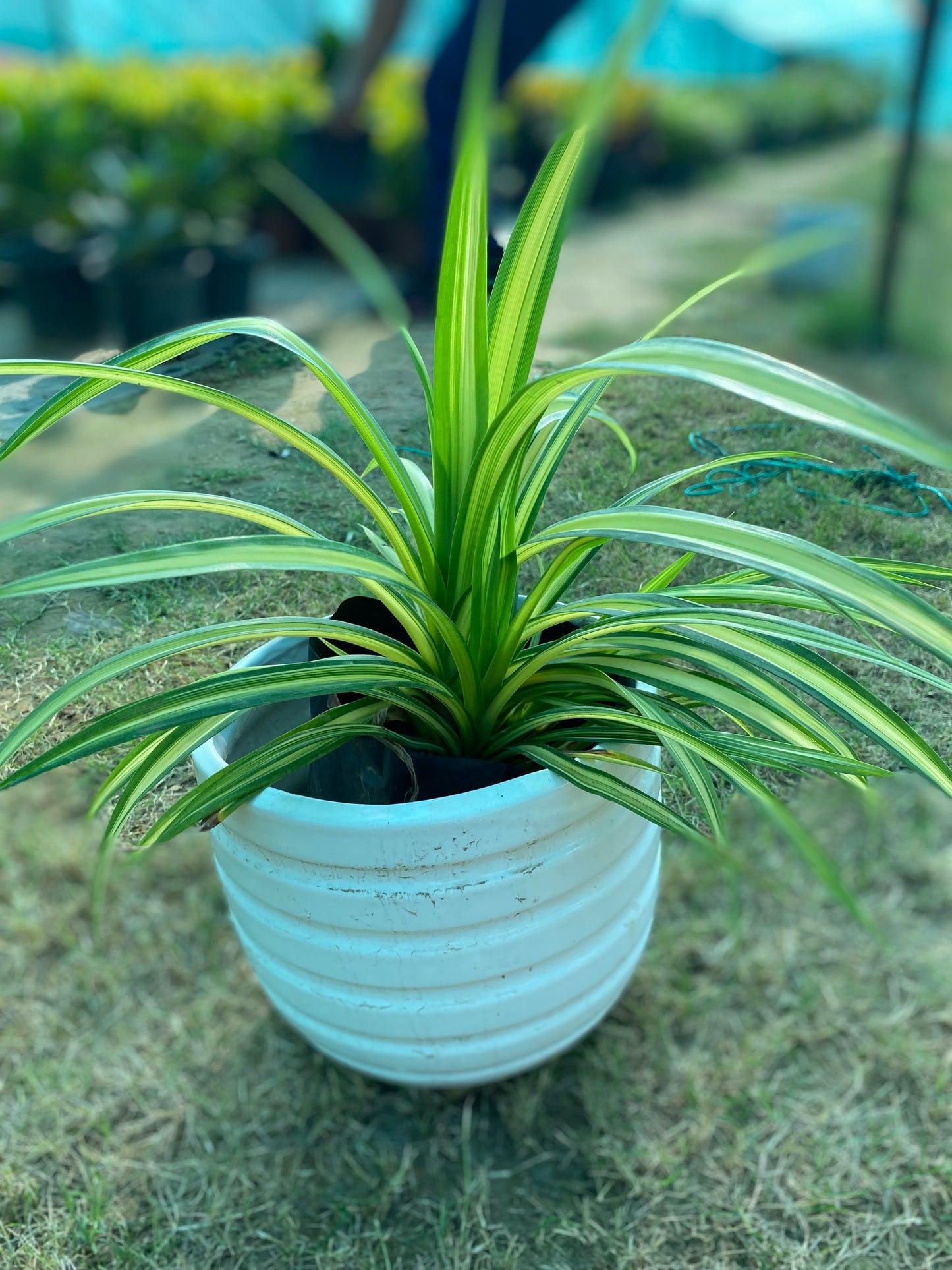 Spider Plant - Medium