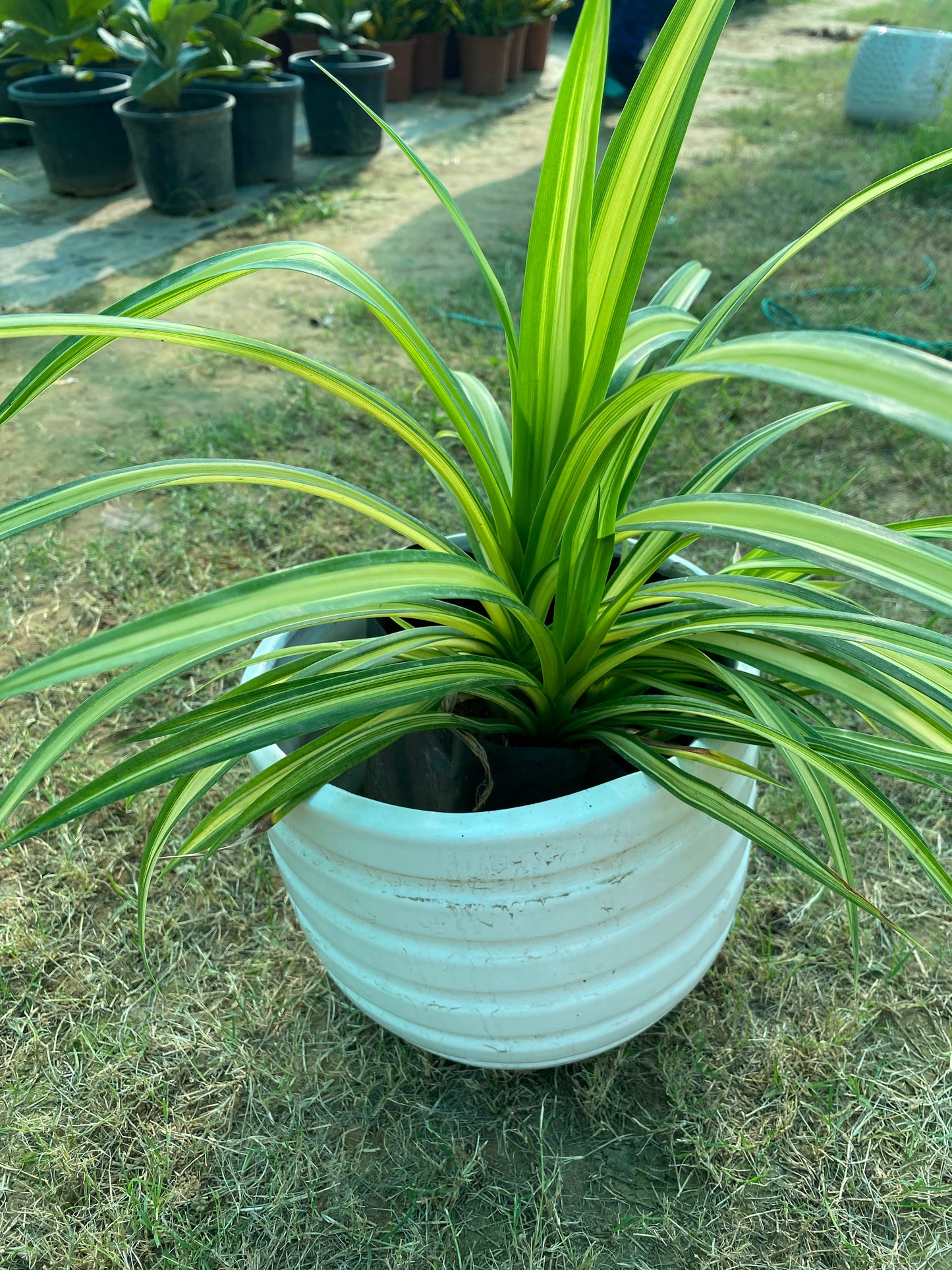 Spider Plant - Medium