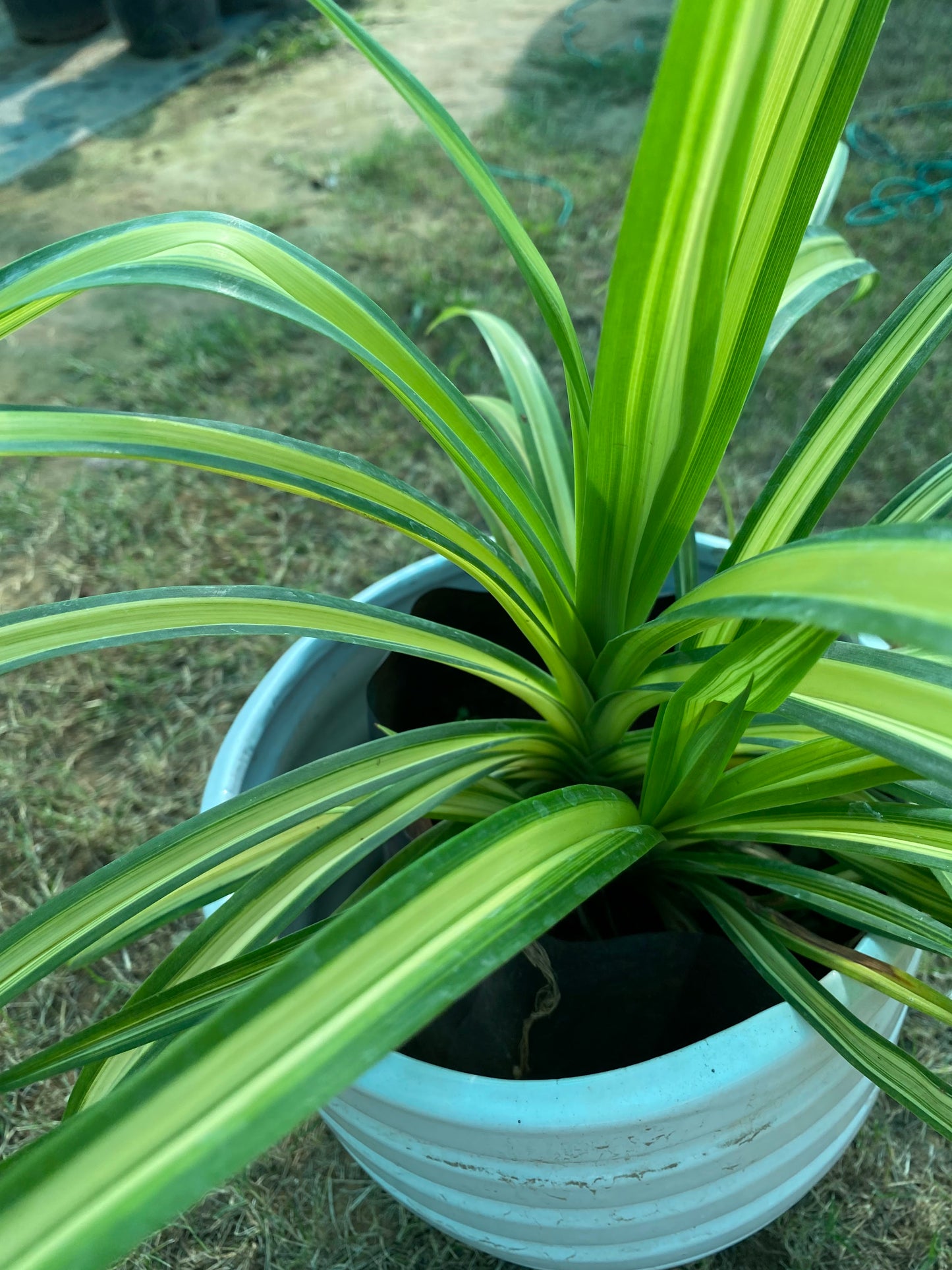 Spider Plant - Medium