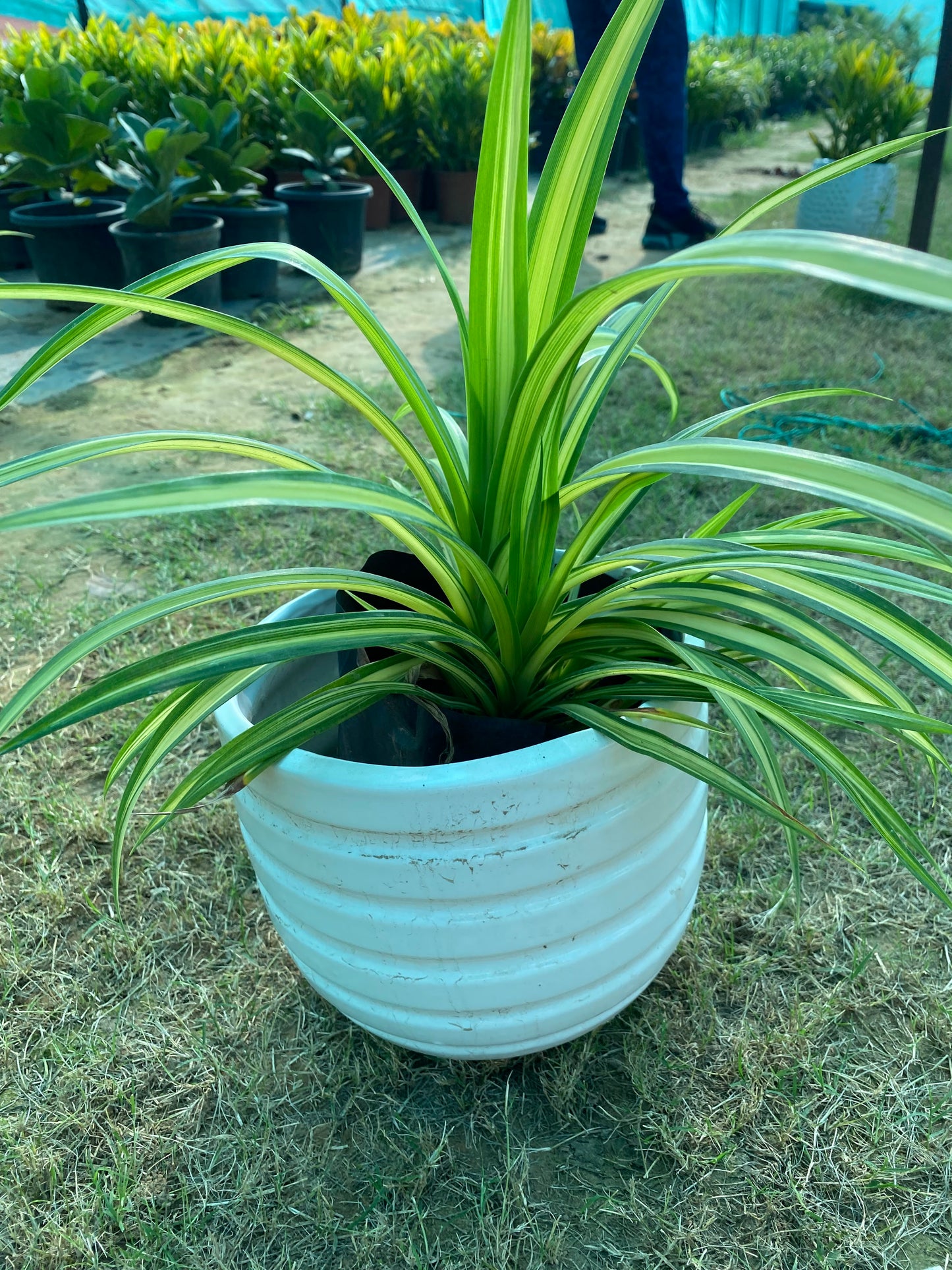 Spider Plant - Medium