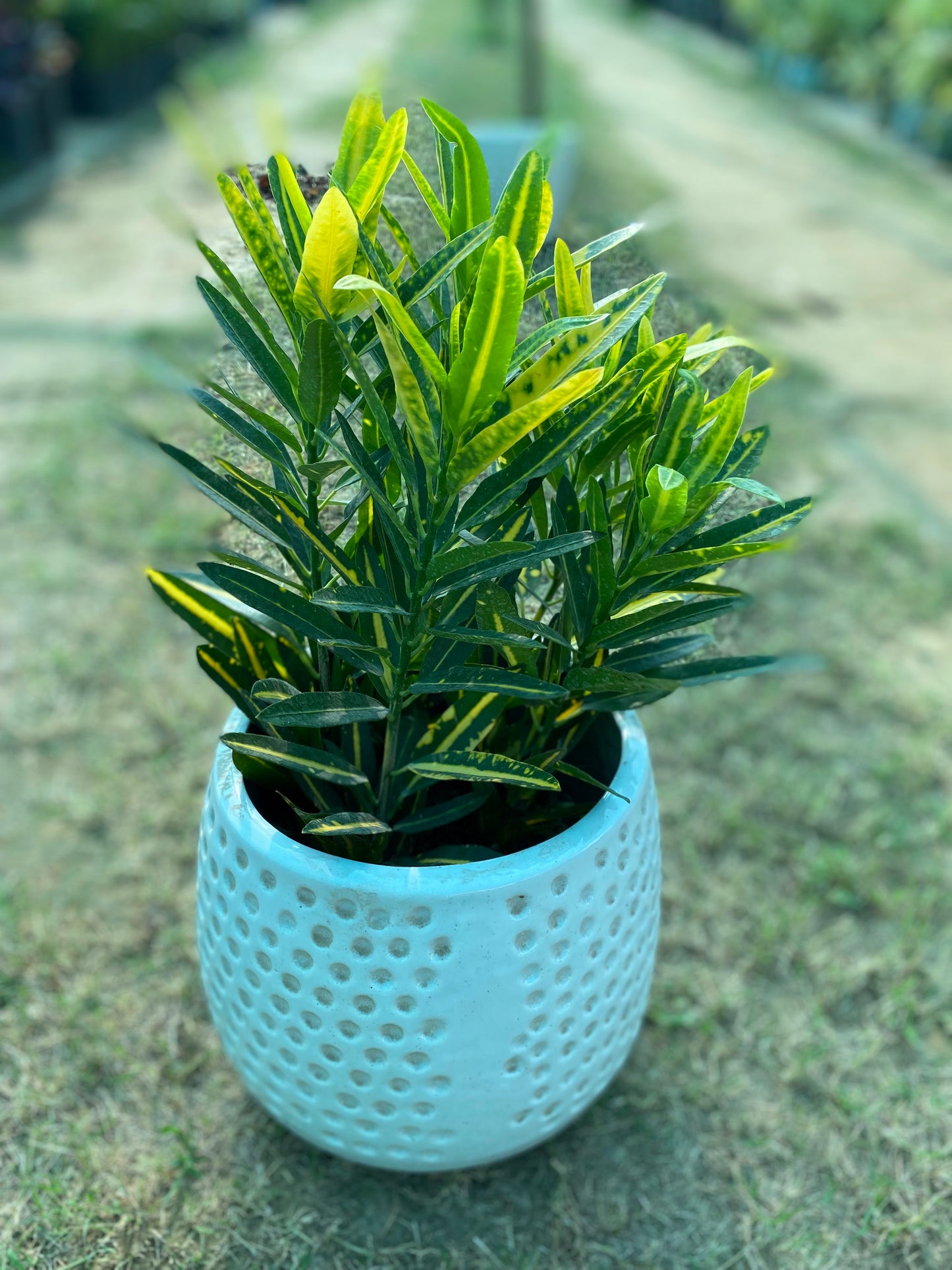 Croton Green Plant - Medium