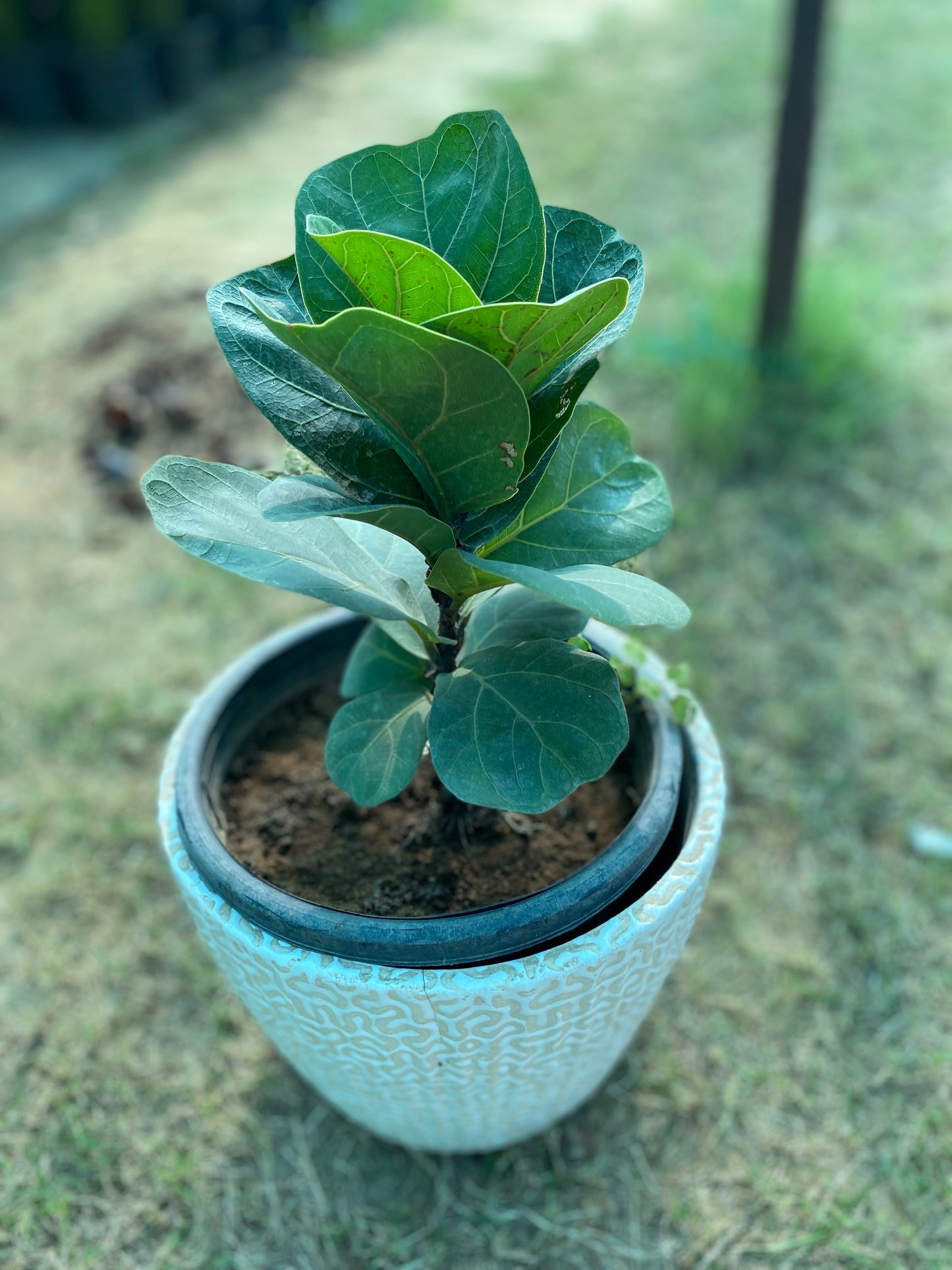 Fiddle Leaf Plant - Medium