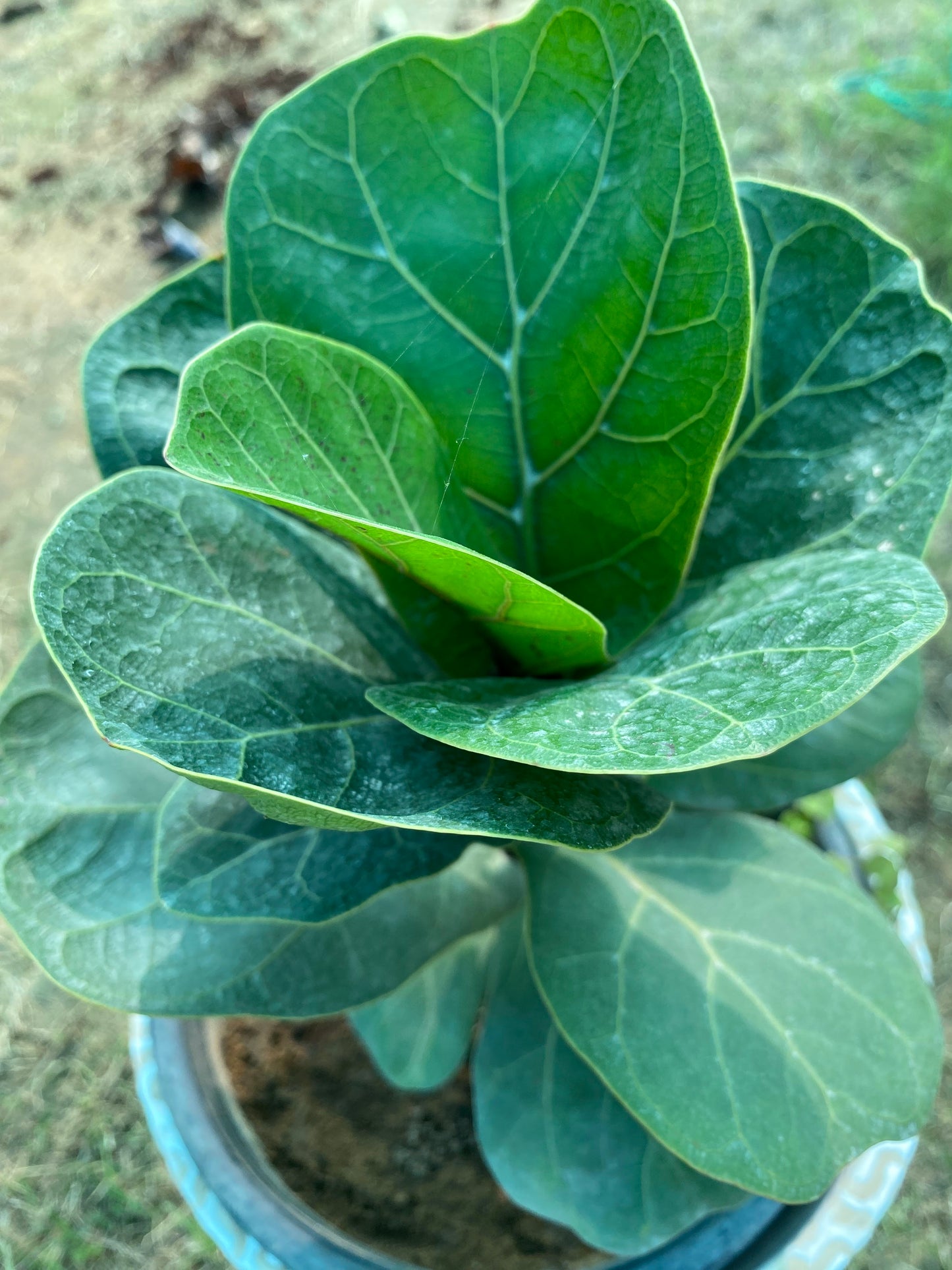 Fiddle Leaf Plant - Medium