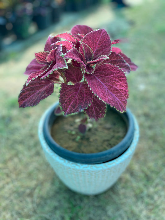 Coleus Plant Pink - Medium