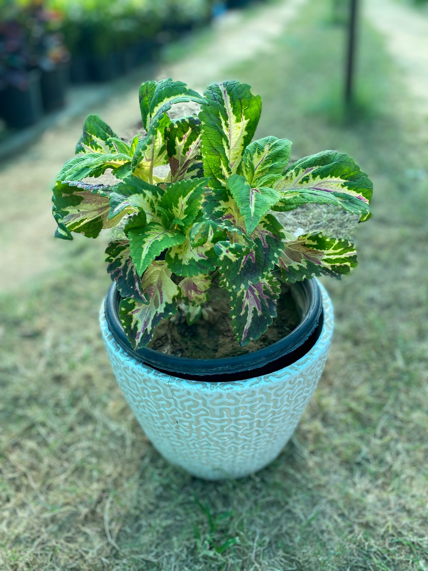 Coleus Plant Green - Medium