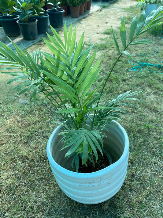 Chamaedorea Palm Plant - Medium