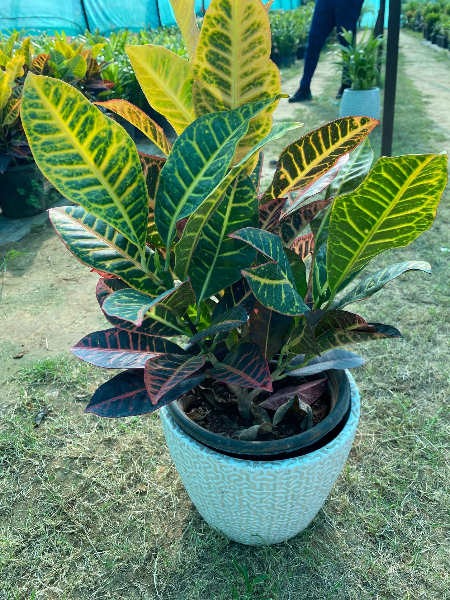 Croton Plant - Large