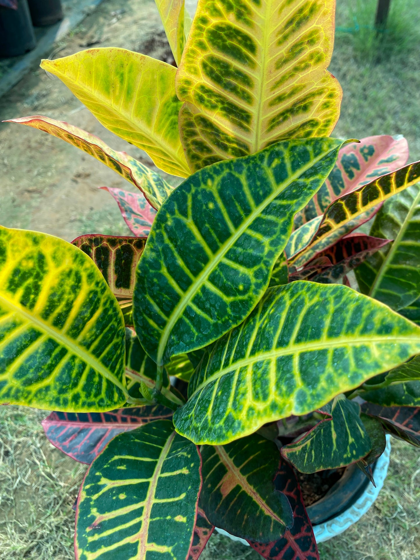 Croton Plant - Large