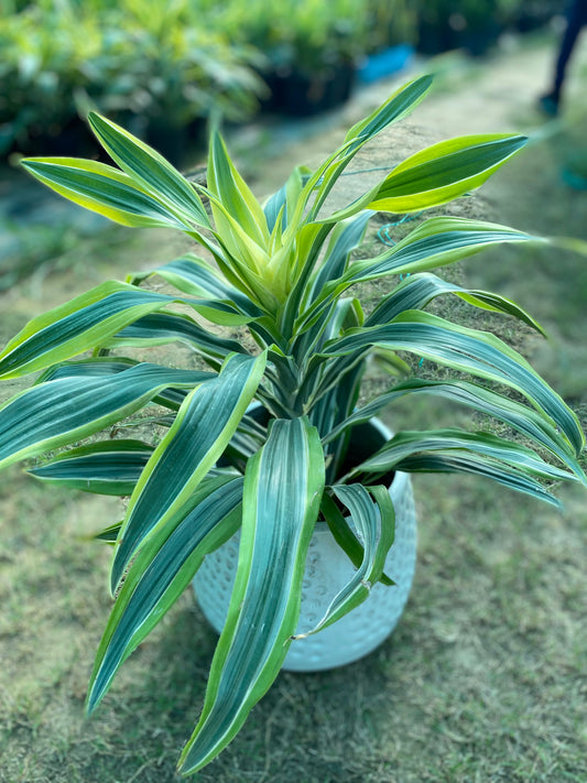 Dracaena Fragrans Plant - Large