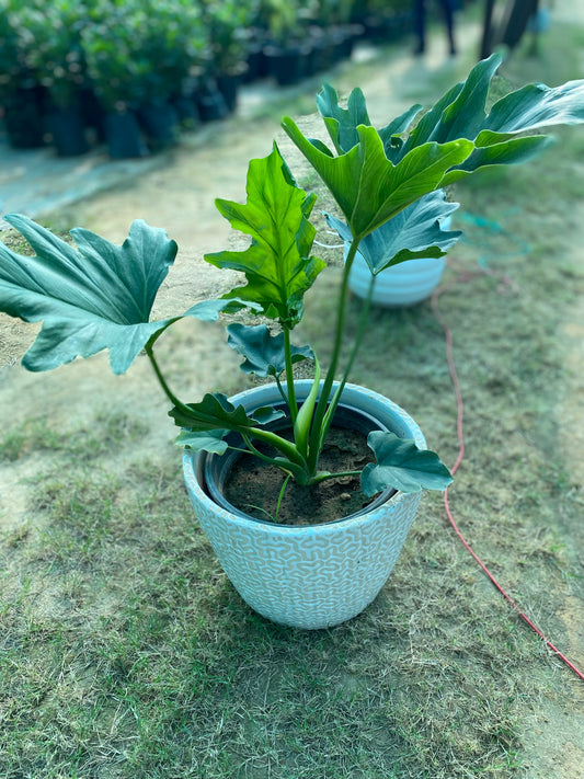 Philodendron Selloum Plant - Large