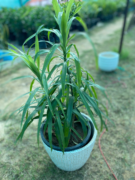 Dracaena Angustifolia Plant - Large