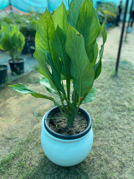 Aglonema Green Plant - Large