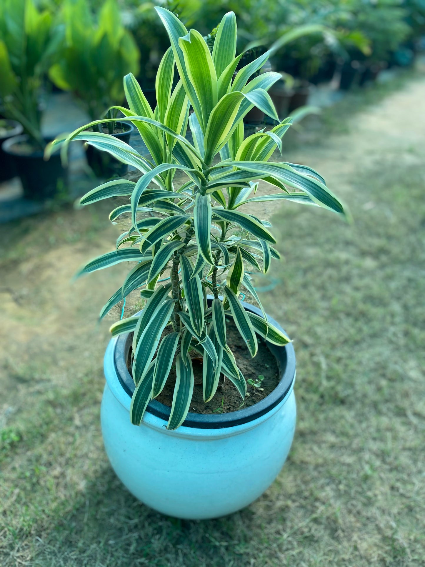 The Song of India Plant - Large