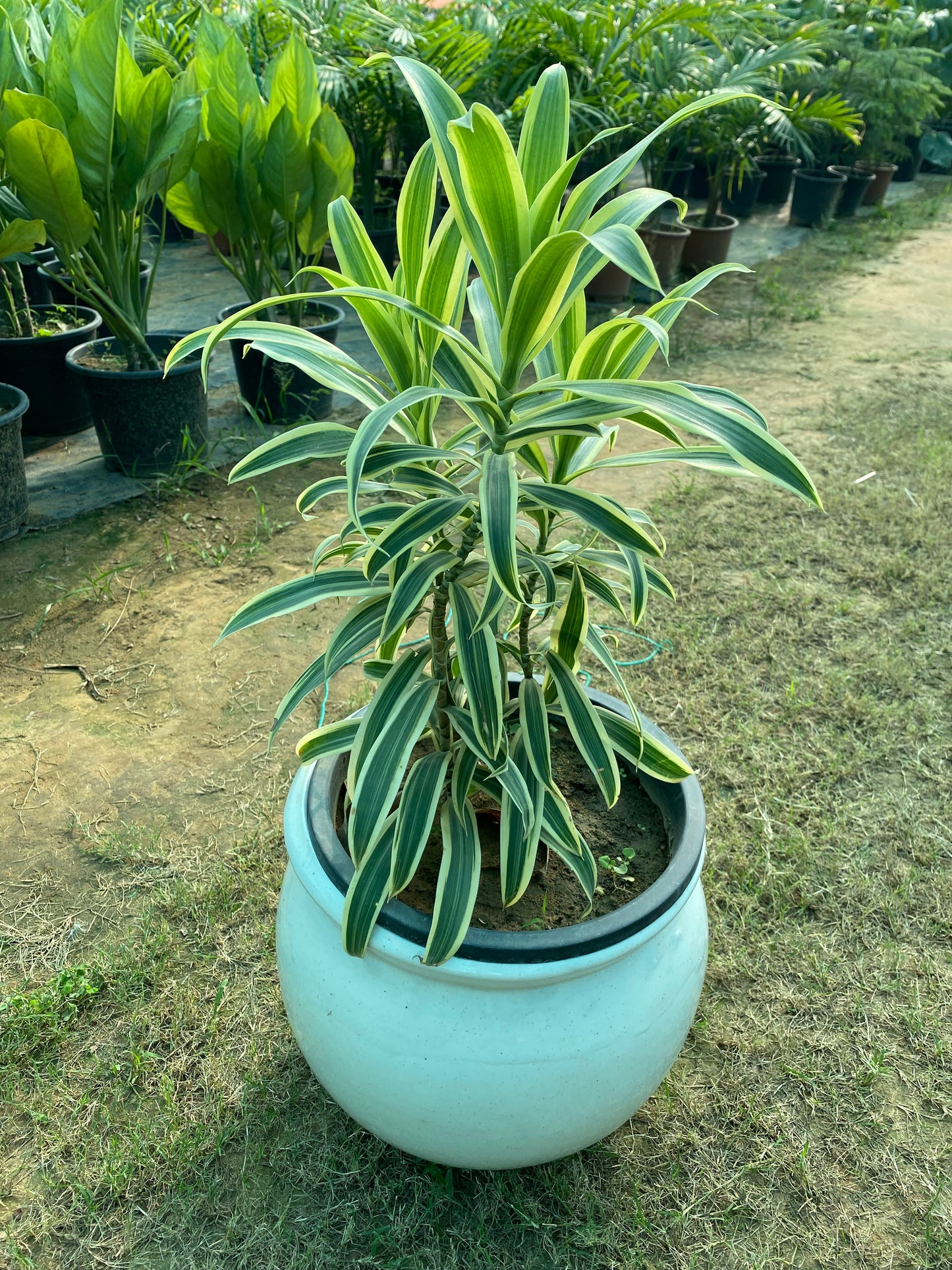 The Song of India Plant - Large